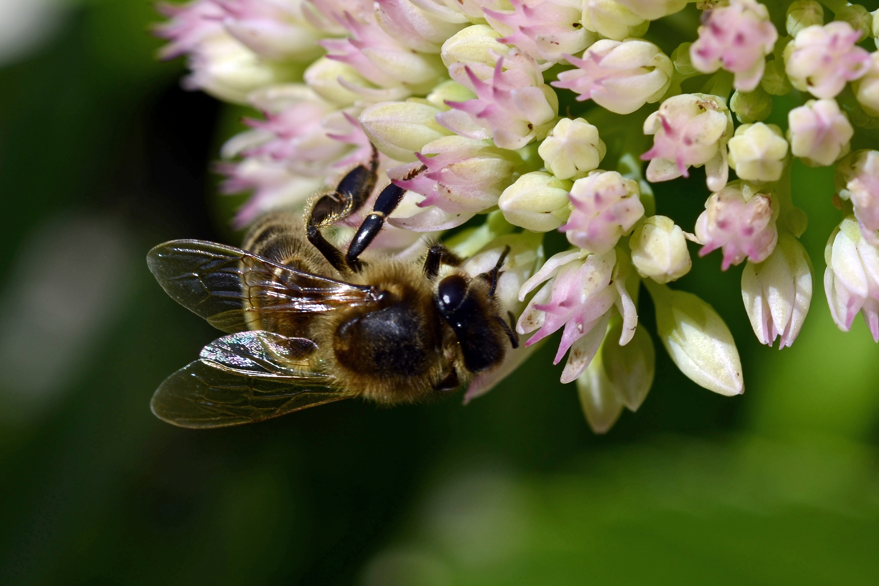 Bee on a flower (7846280286)