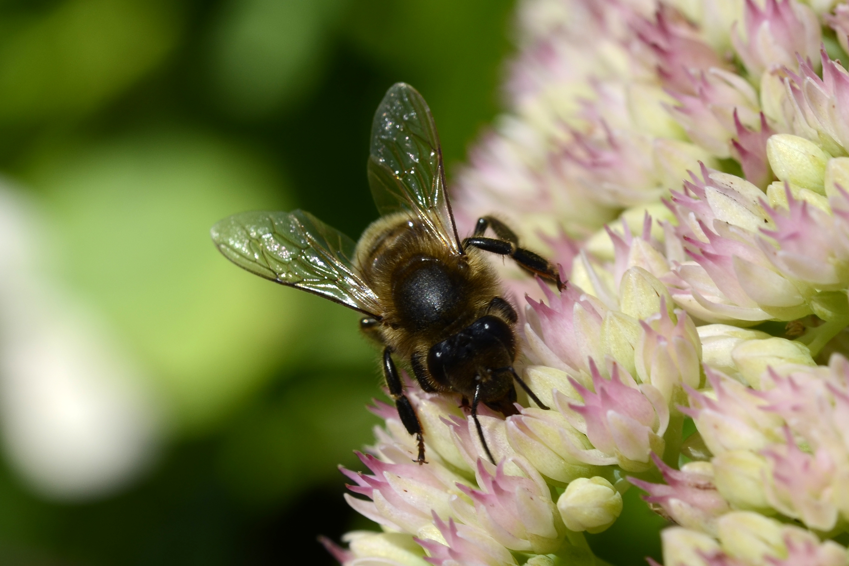 Bee on a flower (7846282750)