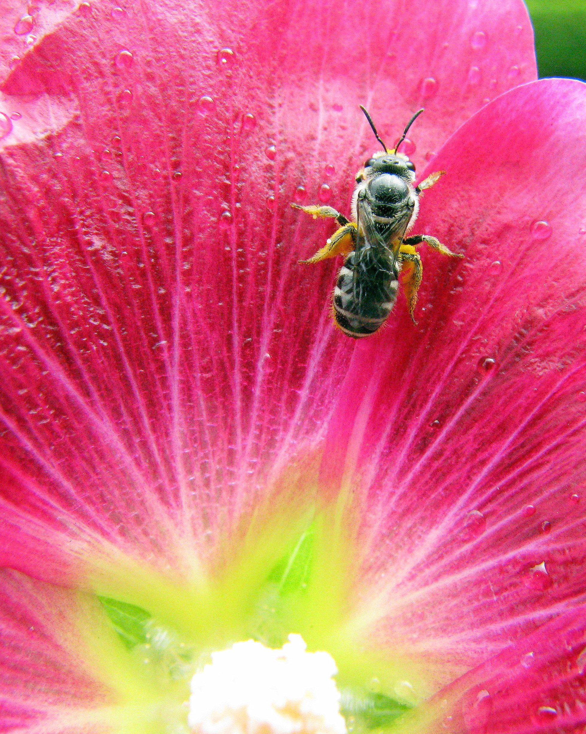 Bee on a pink flower