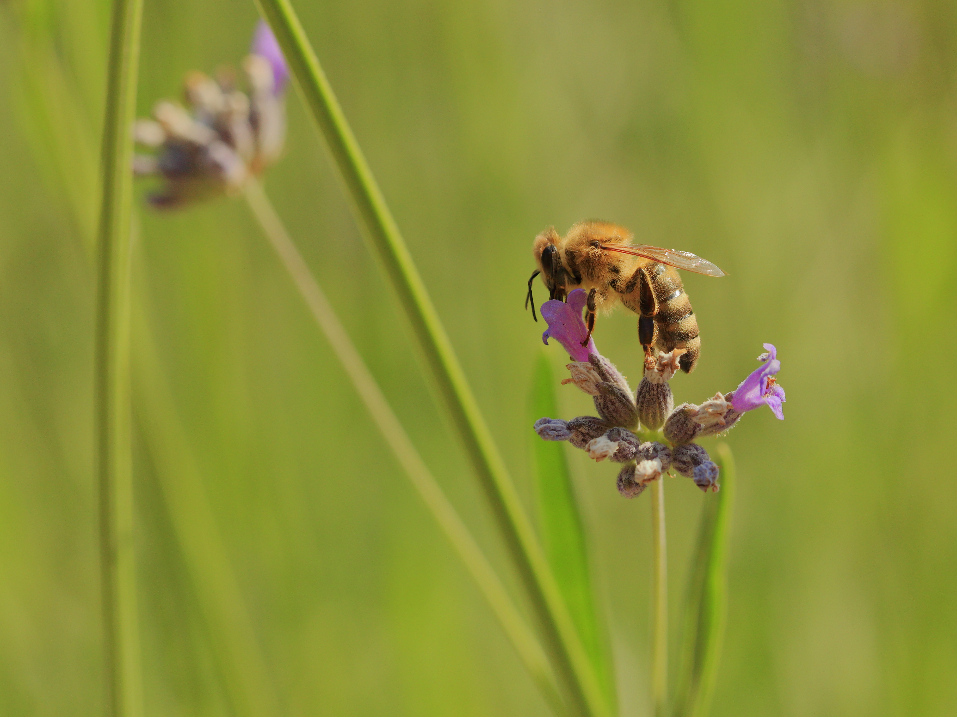 Bee on Lavender Blossom