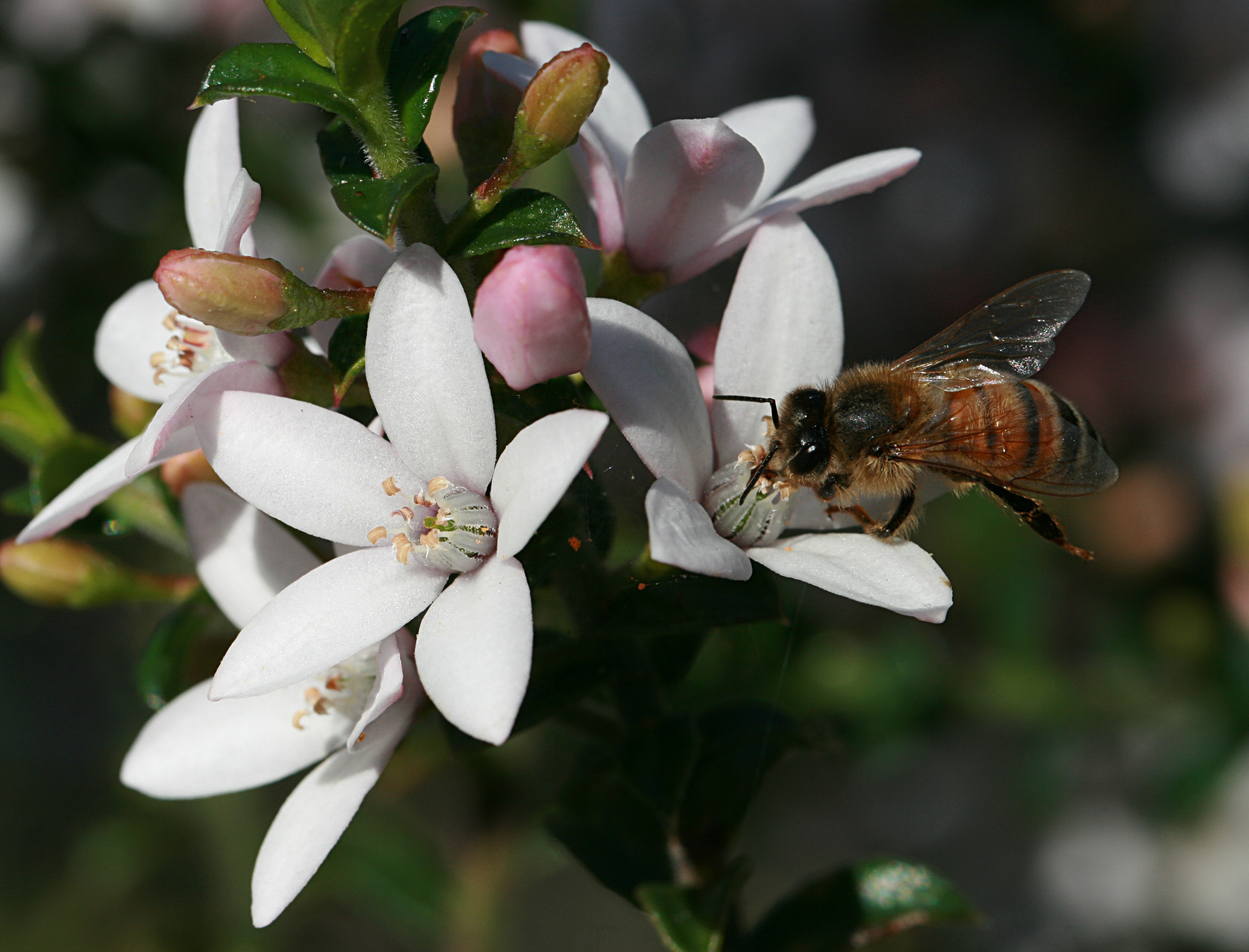 Bee on Sydney wildflower