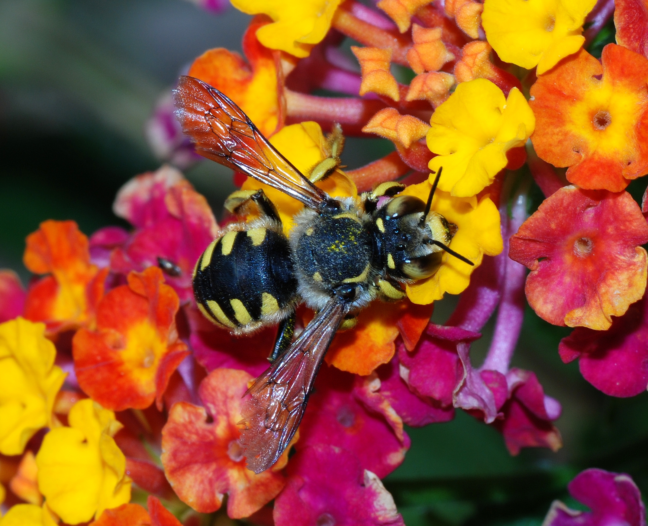 Bee September 2007-13