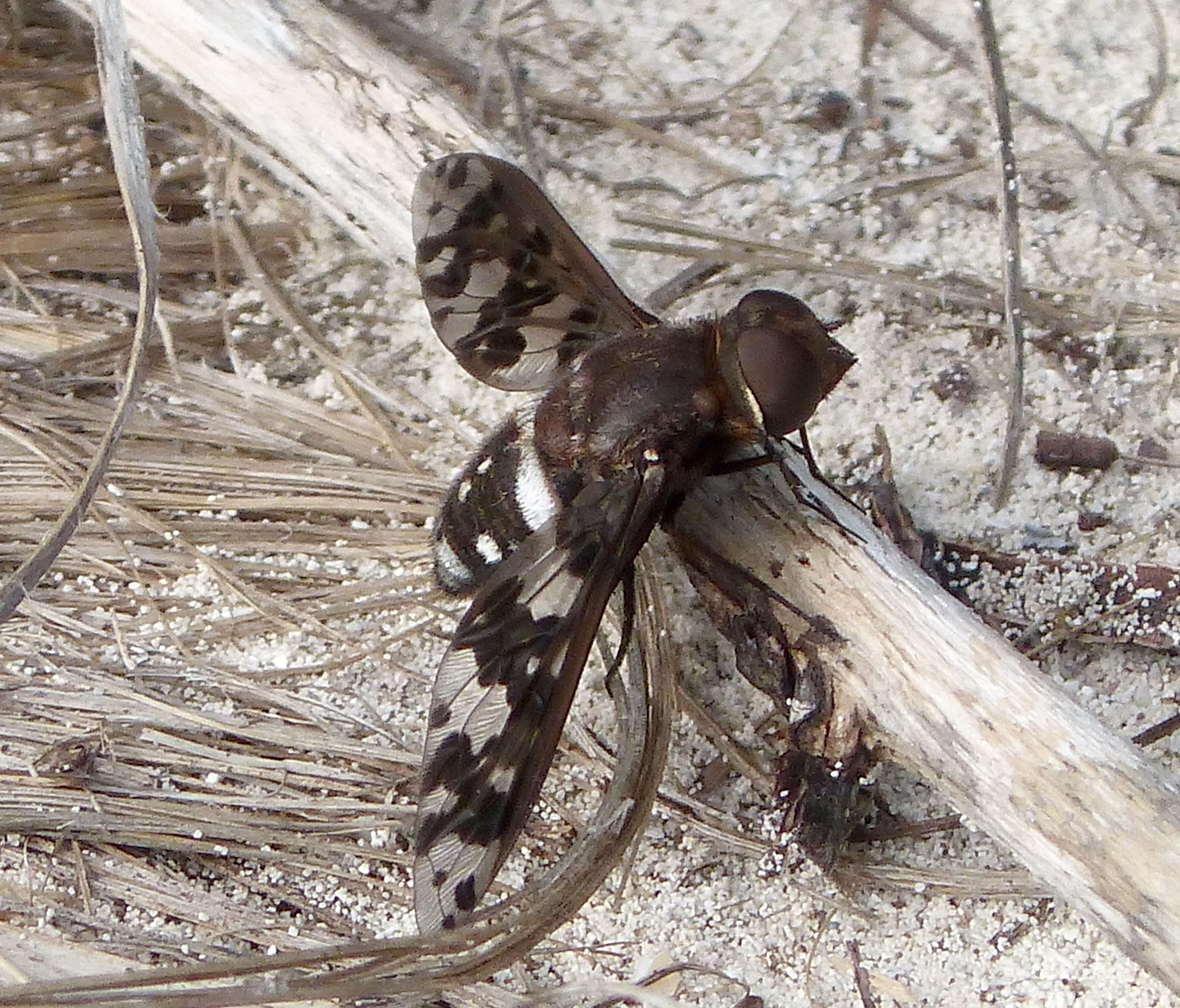 Beefly. Anthracinae. Anthracini. Xenox sp. or Anthracinae. Exoprosopini. Exoprosopa species. - Flickr - gailhampshire (2)