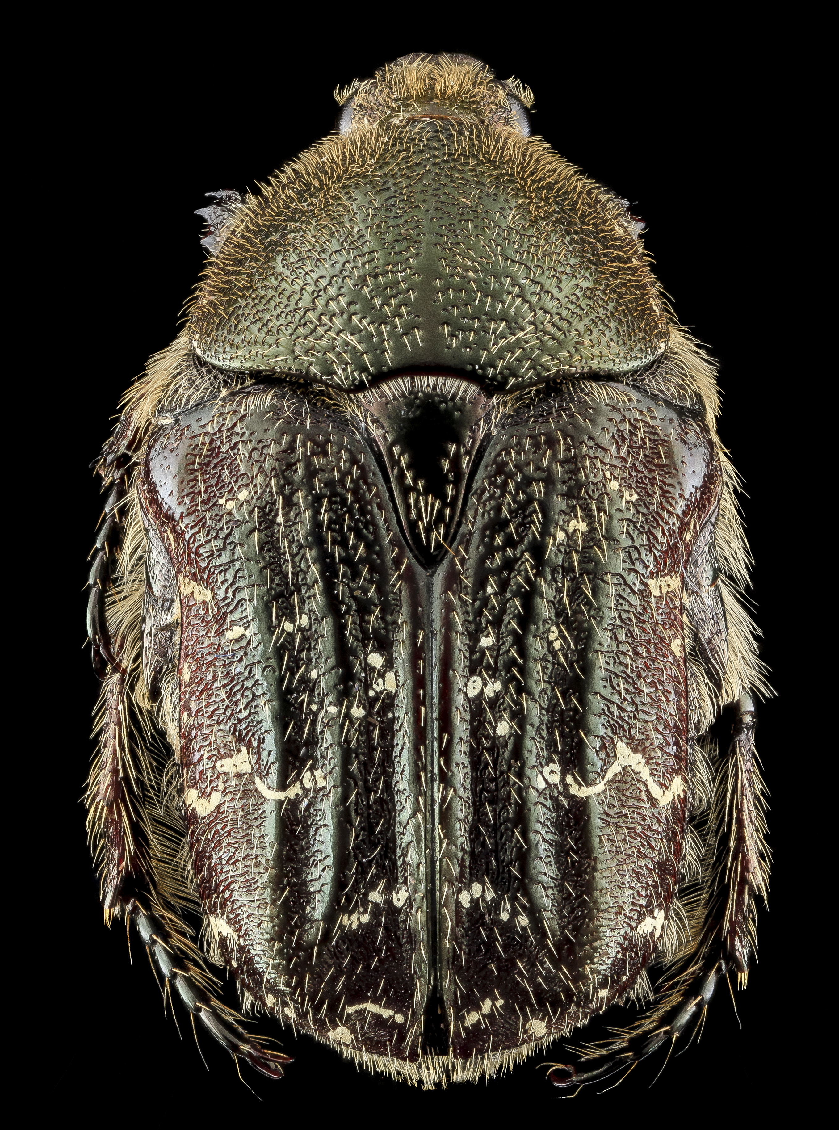 Beetle 1, 2013-09-11-11.17.20 ZS PMax (9799751706)