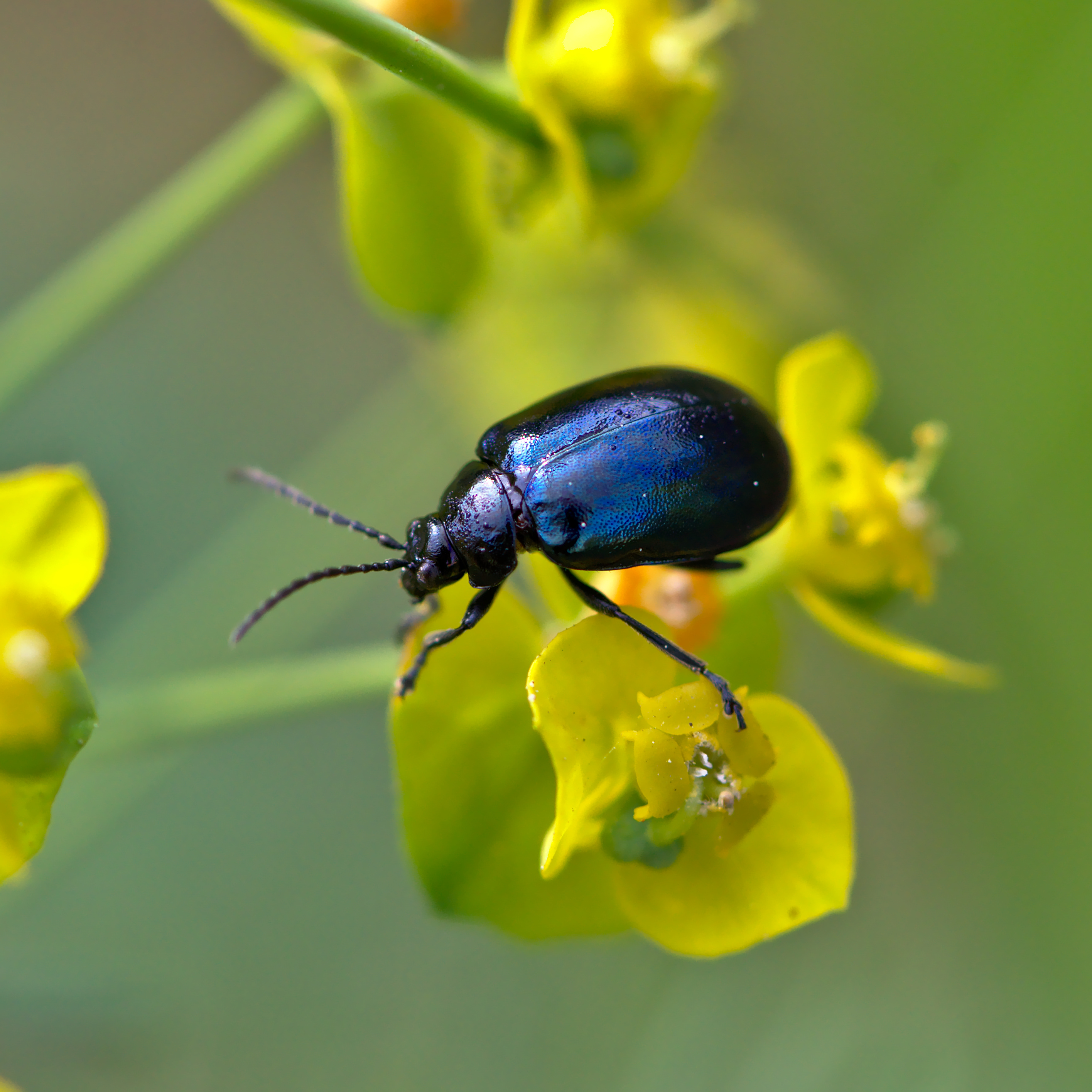 Beetle (34874813322)