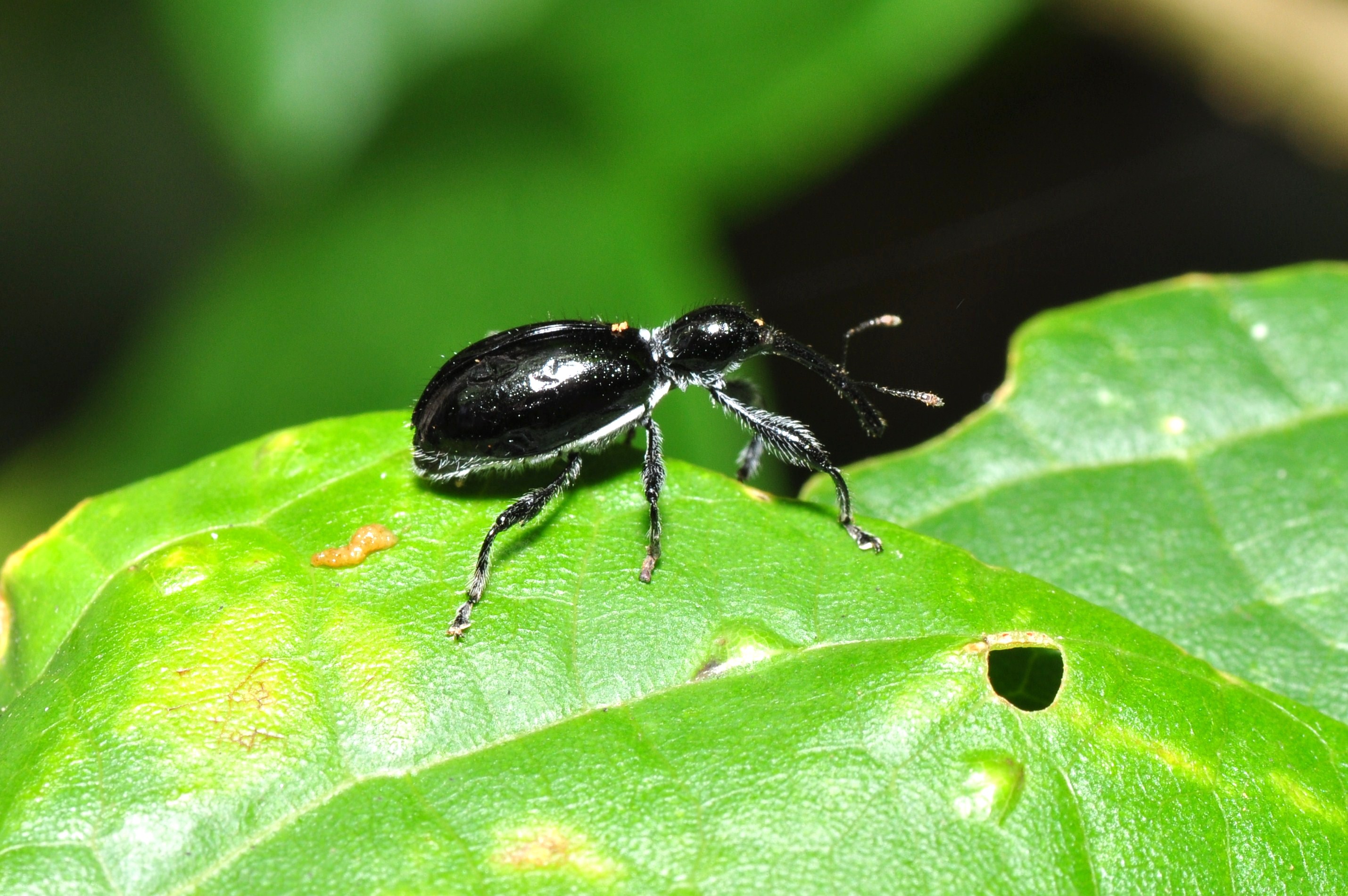 Beetle (9407320181)
