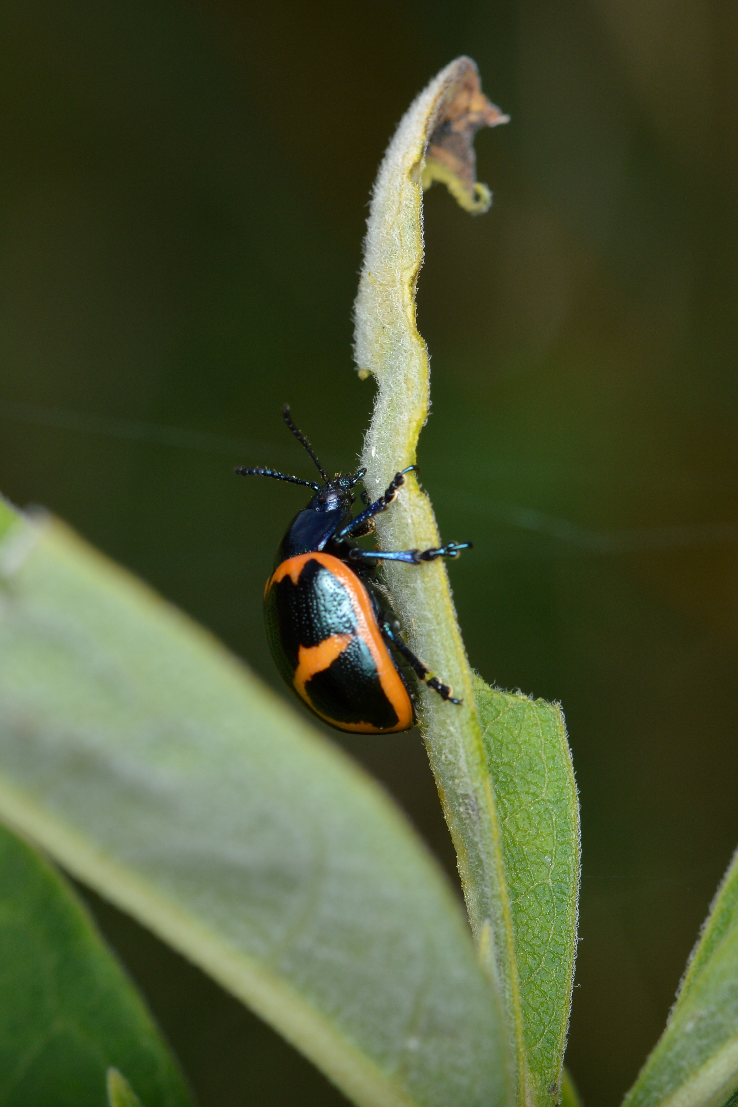Beetle (Coleoptera) - Gatineau Park, Quebec