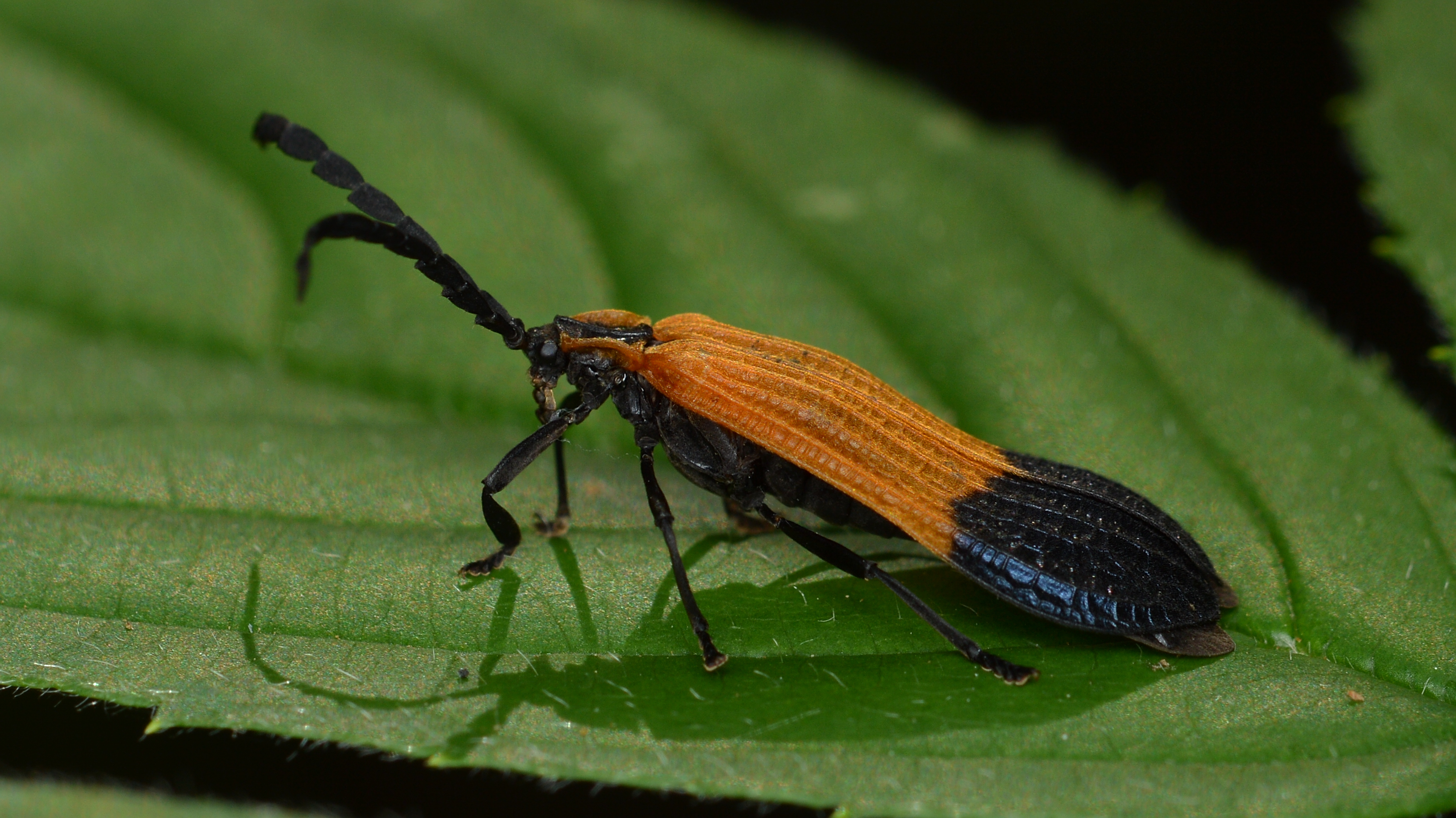 Beetle (Coleoptera) - Gatineau Park, Quebec 02