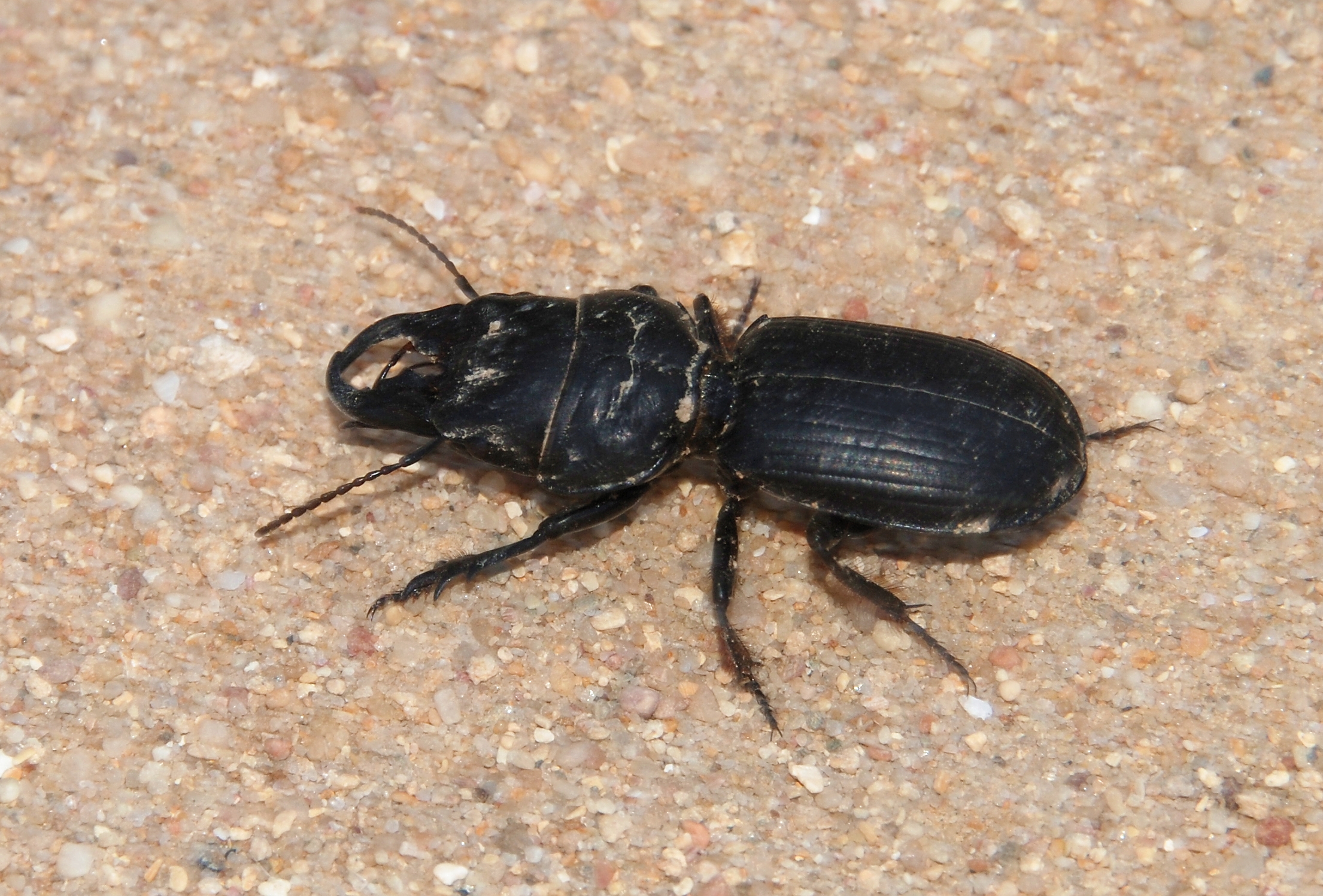 Beetle April 2009-1