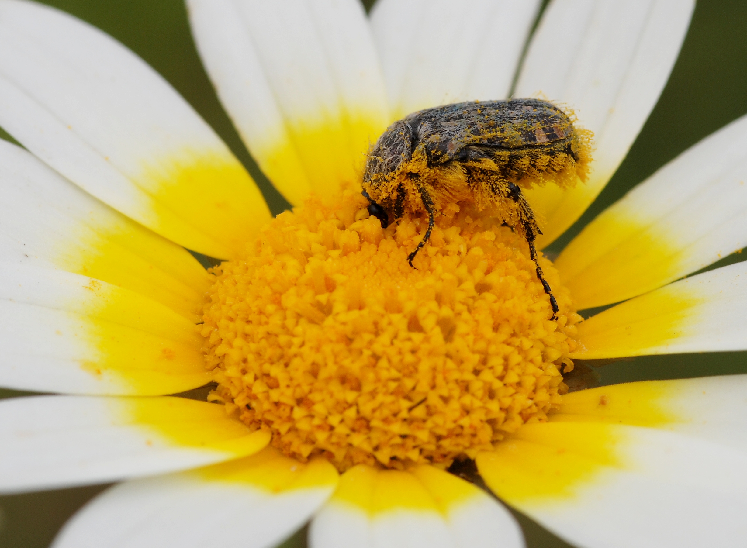 Beetle April 2010-3