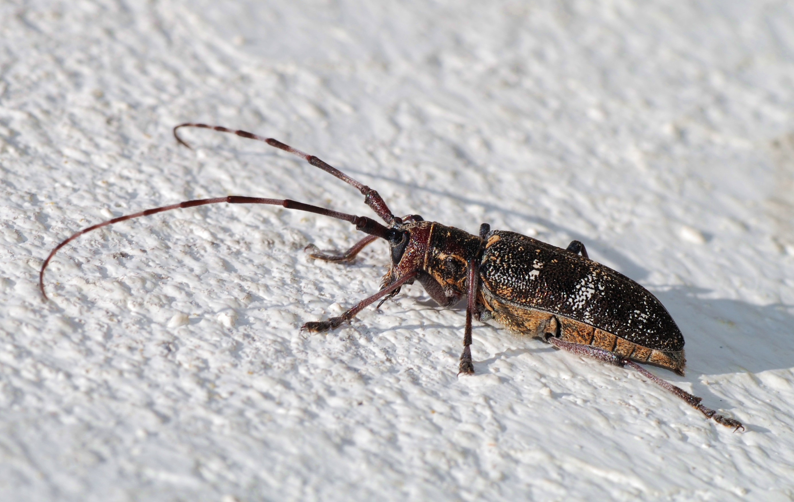 Beetle June 2008-1
