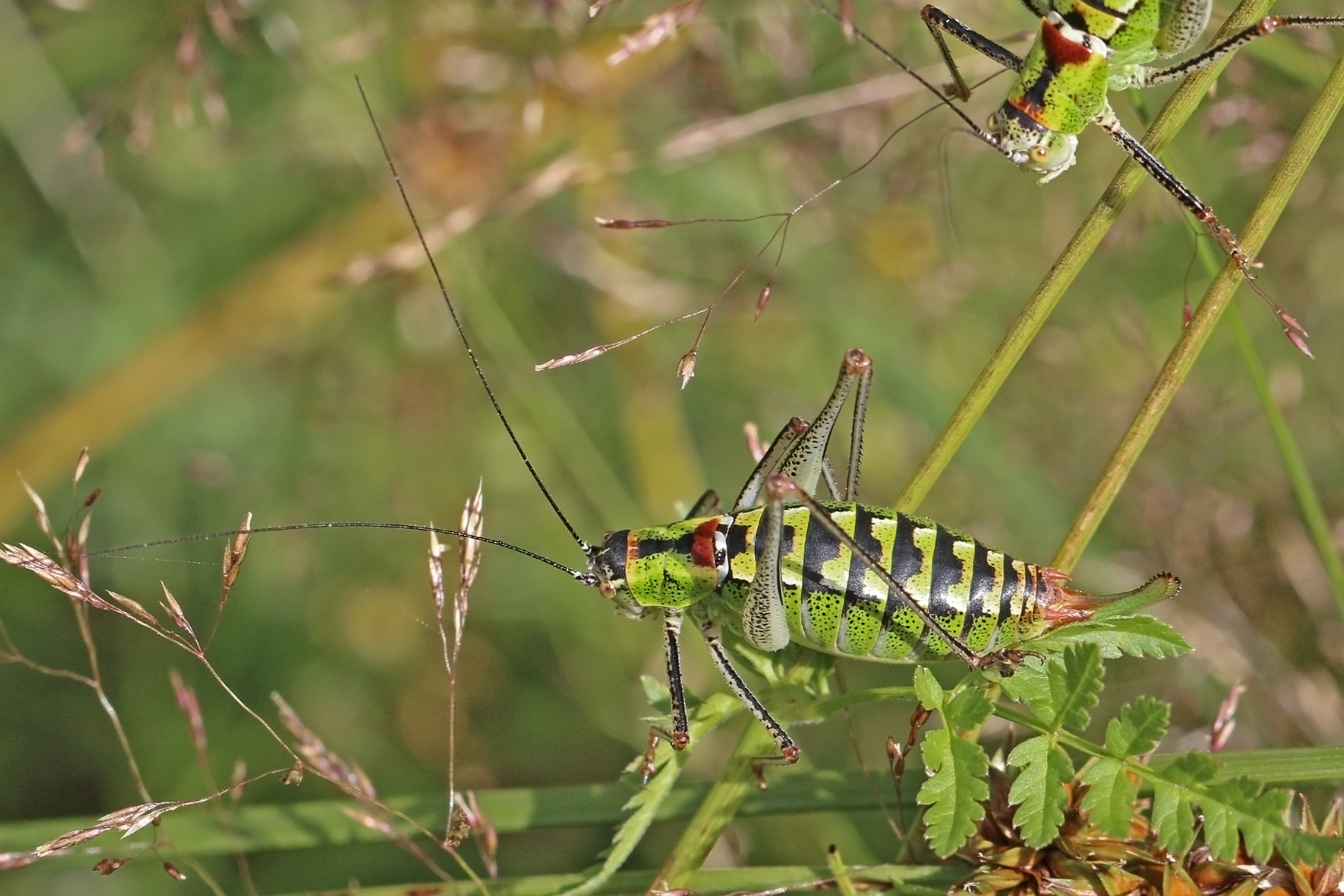 Bellied bright bush-cricket (Poecilimon thoracicus) female
