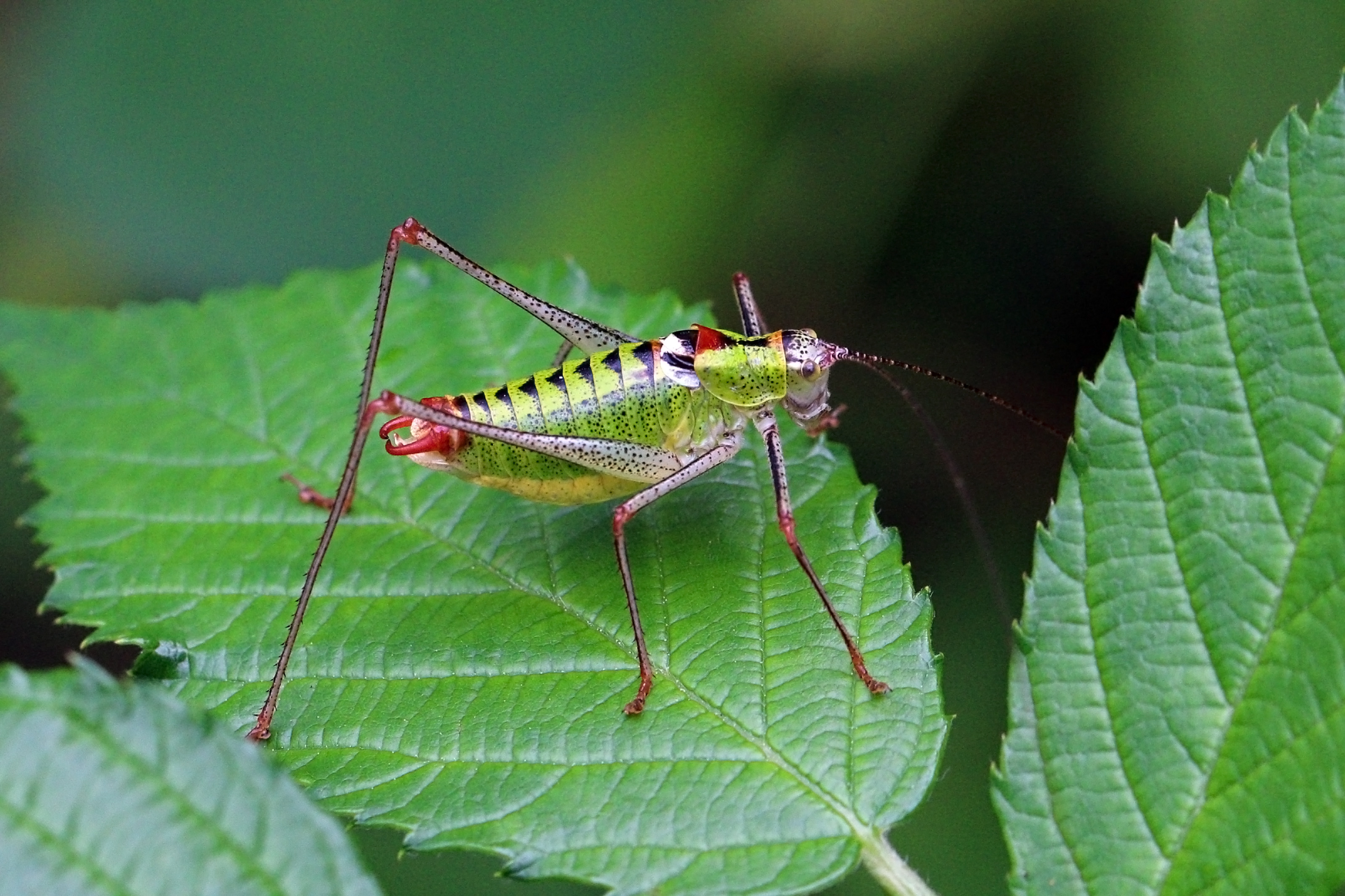 Bellied bright bush-cricket (Poecilimon thoracicus) male