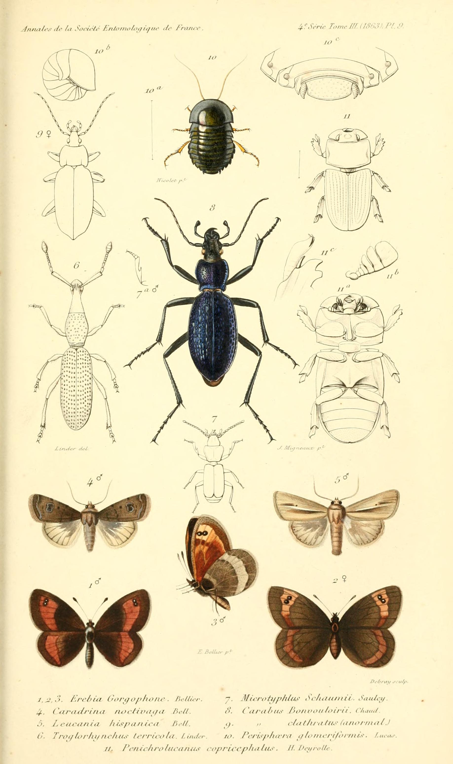 Bellier1863AnnSocEntFrancePlate9