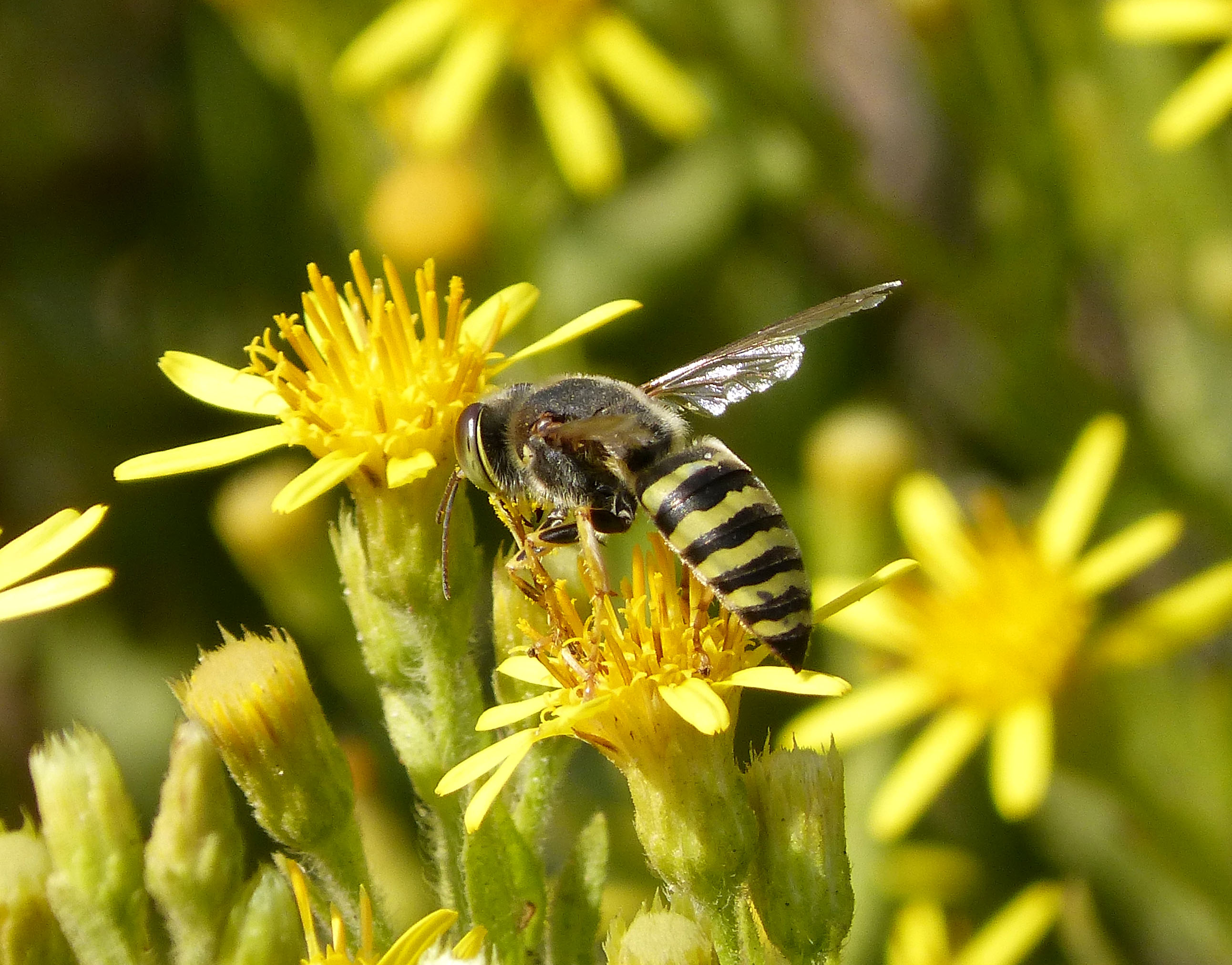 Bembix species, female (32657131703)