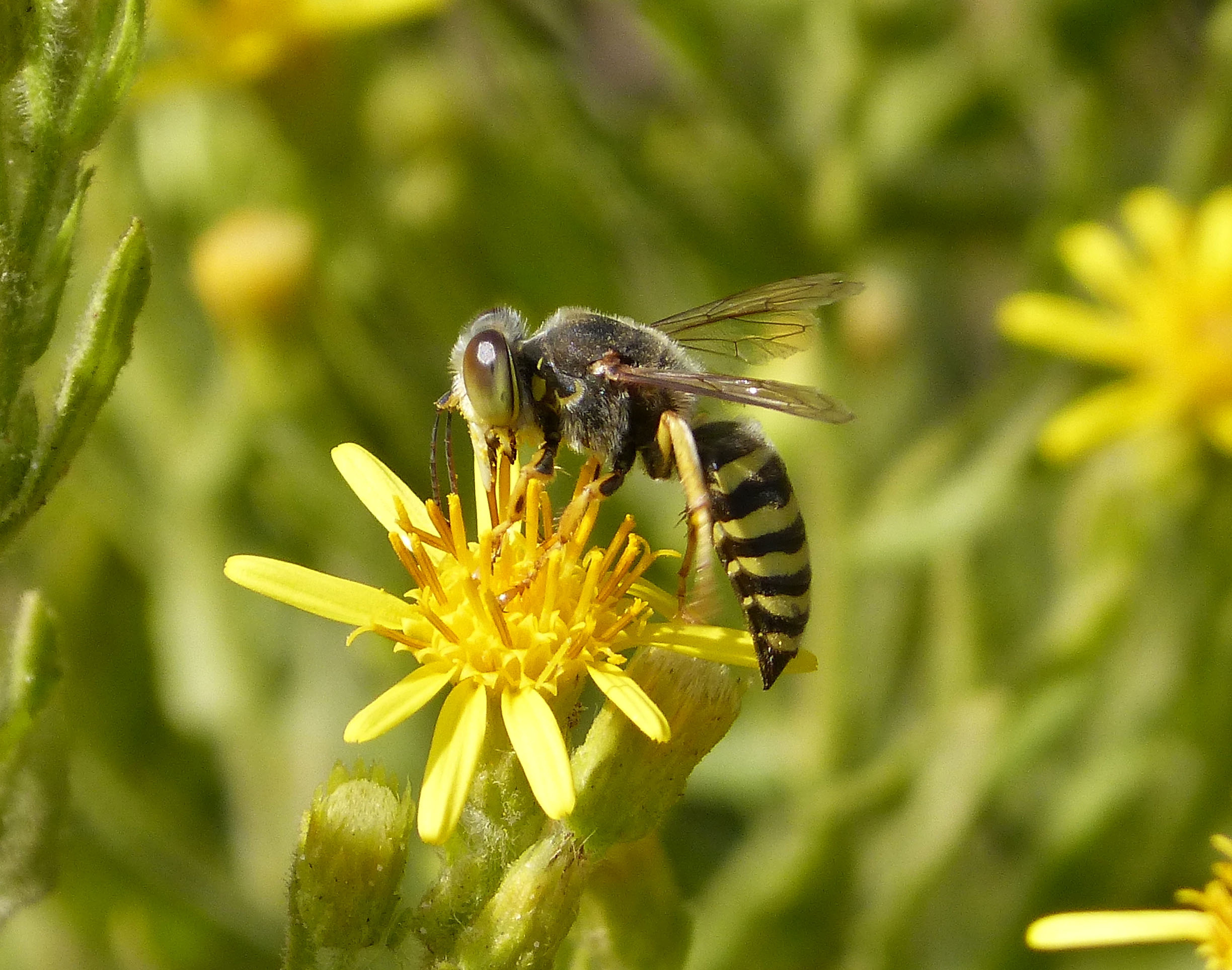 Bembix species, female (33430703216)