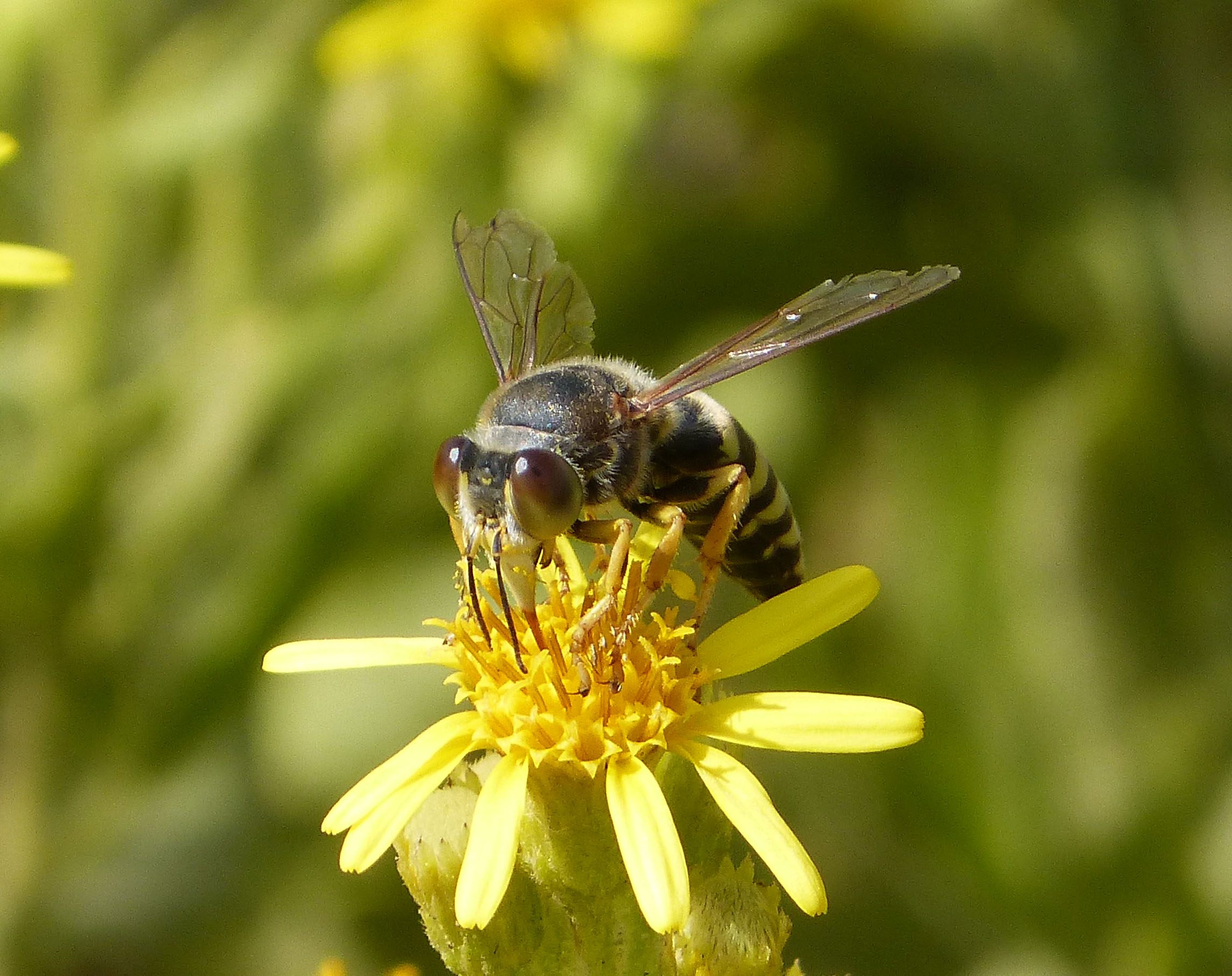 Bembix species, female (33471505635)
