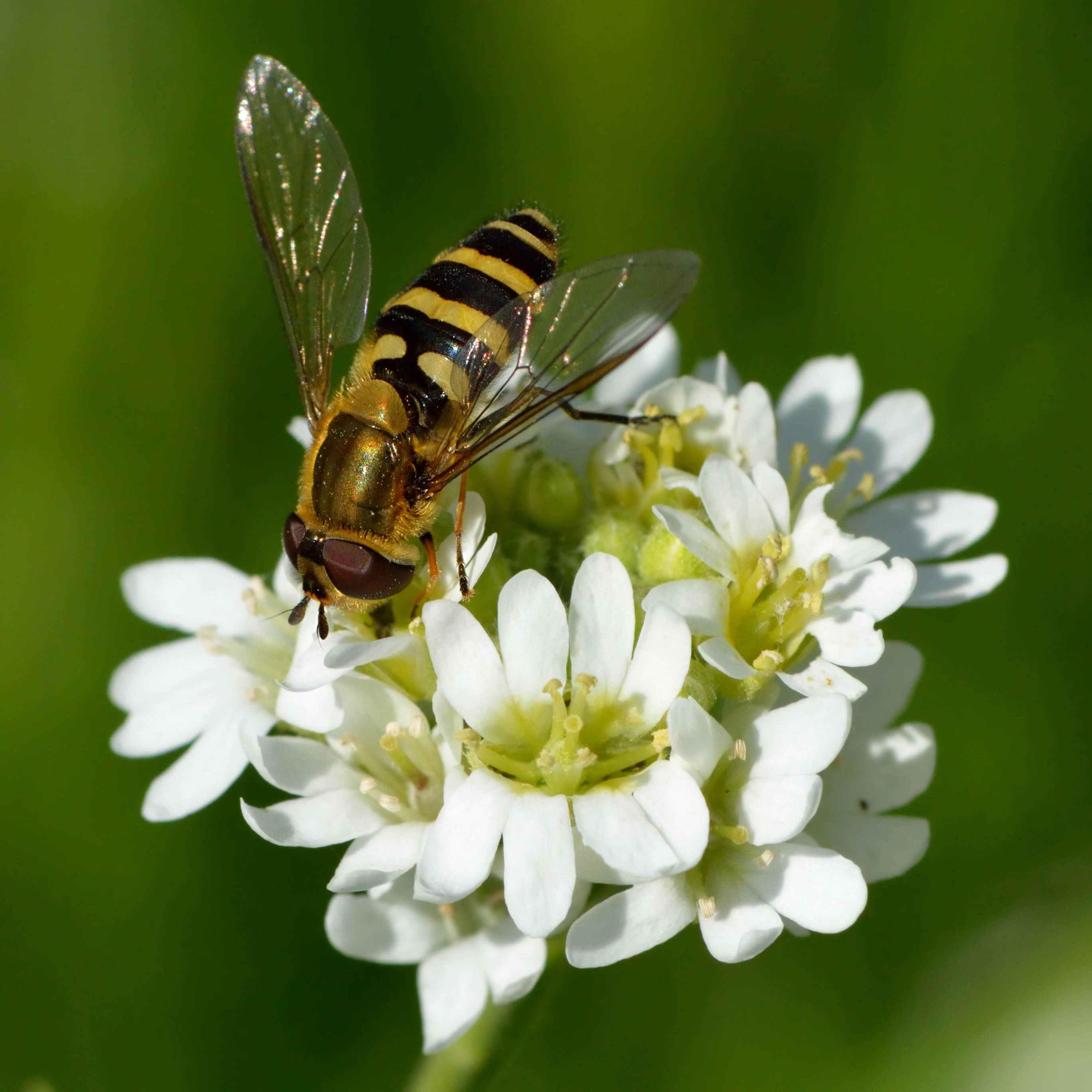 Berteroa incana - Syrphus ribesii - Tallinn