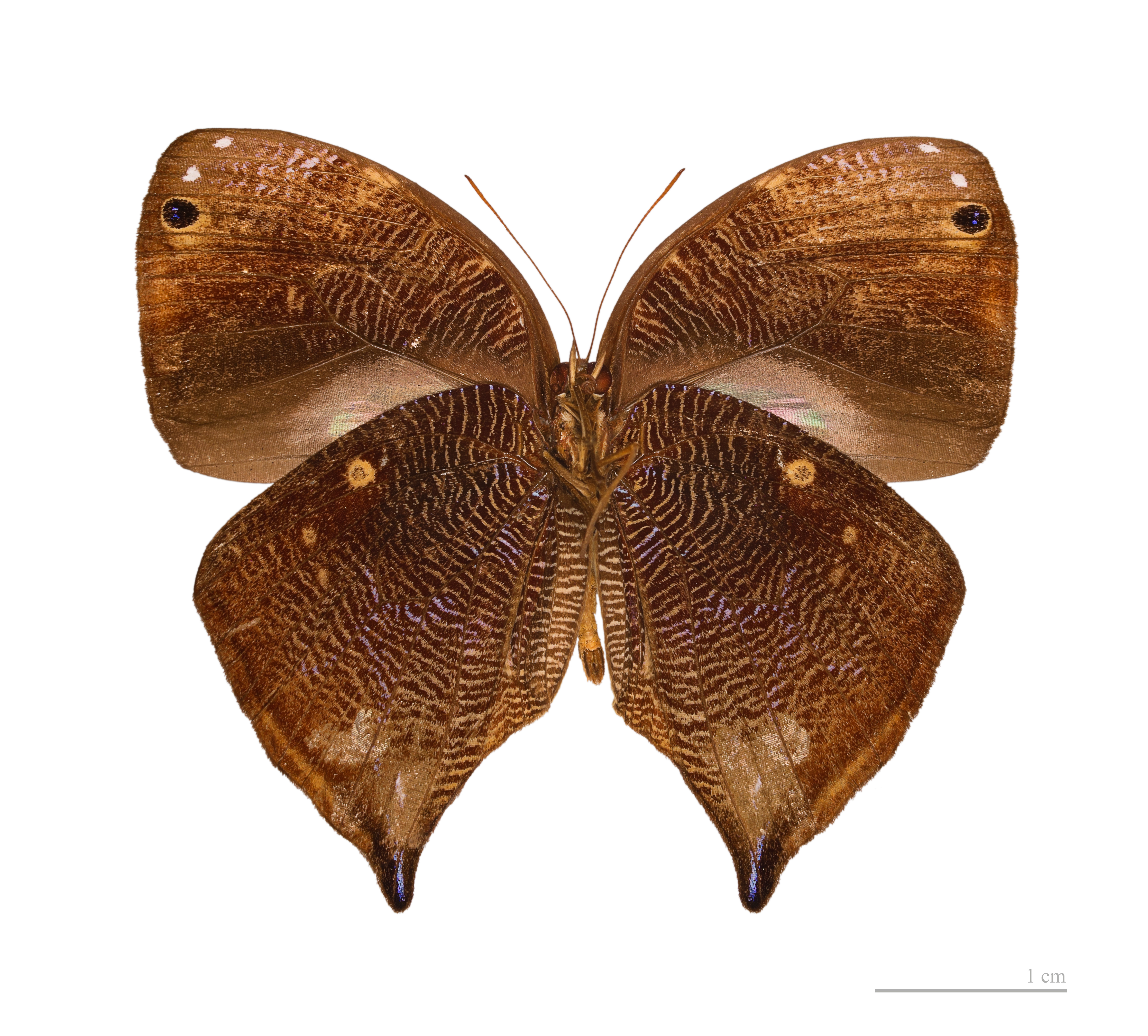 Bia actorion actorion MHNT ventre