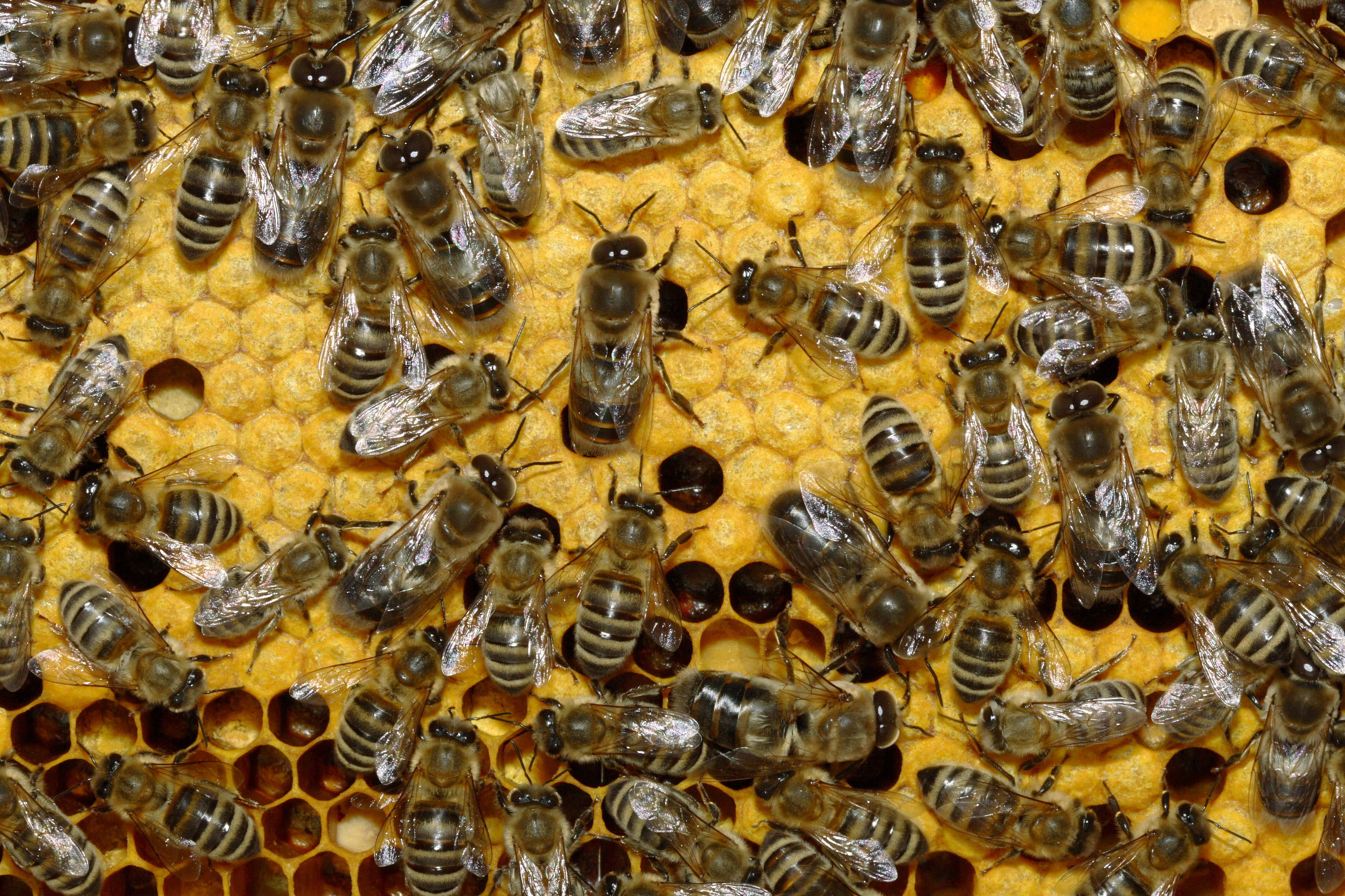 Bienen 35b