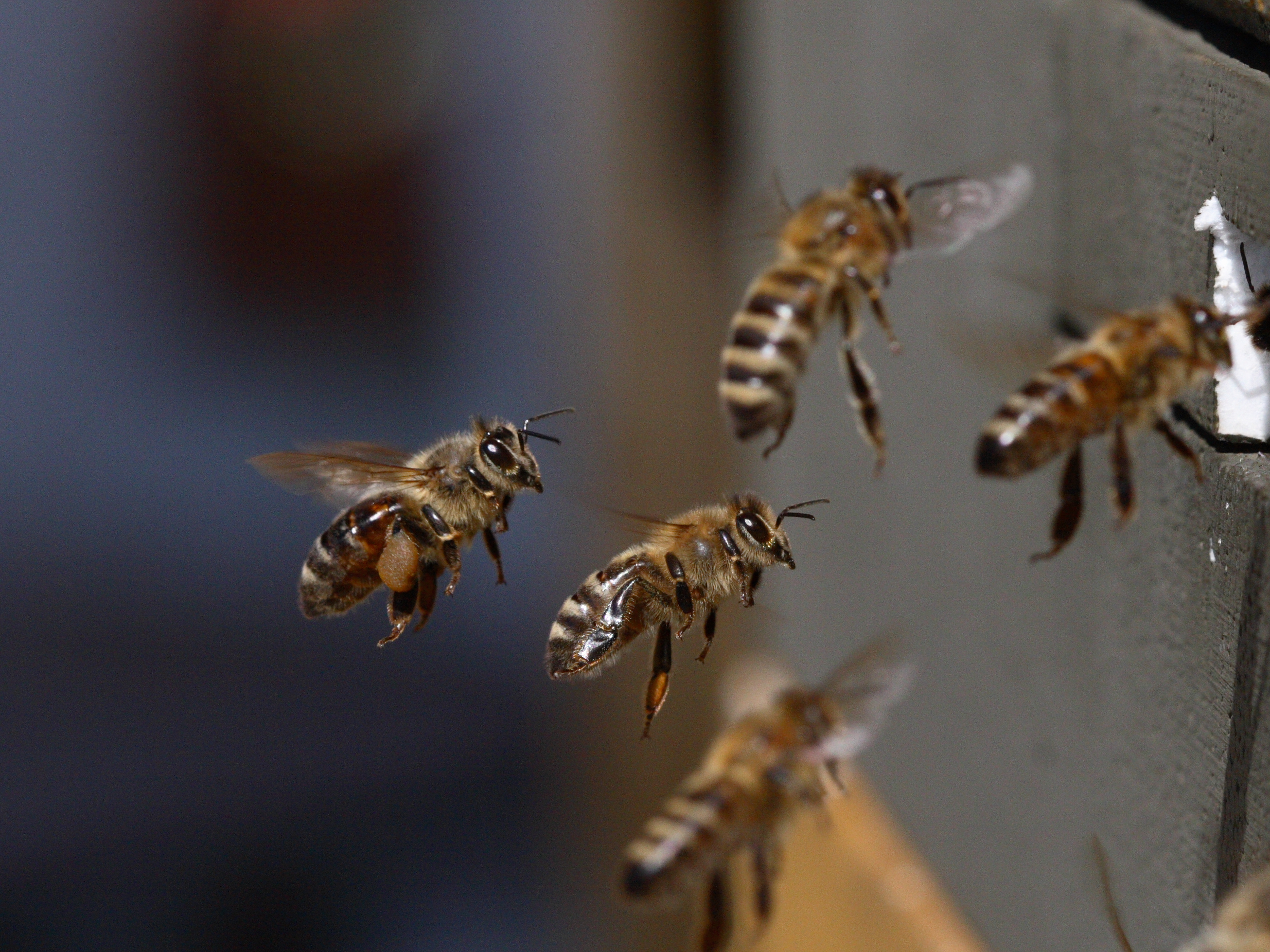 Bienen im Flug 52f