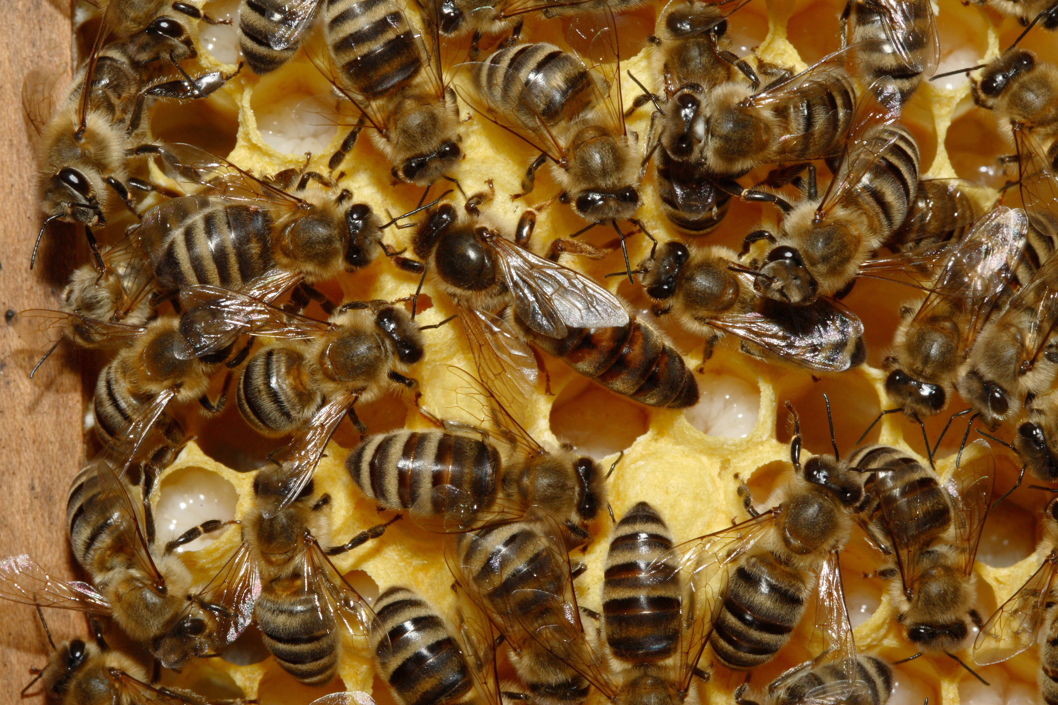 Bienenkoenigin 43a
