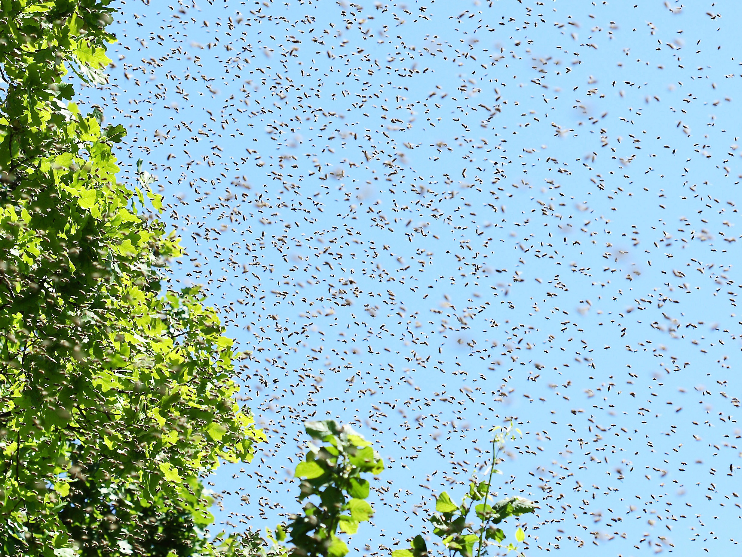 Bienenschwarm 17c