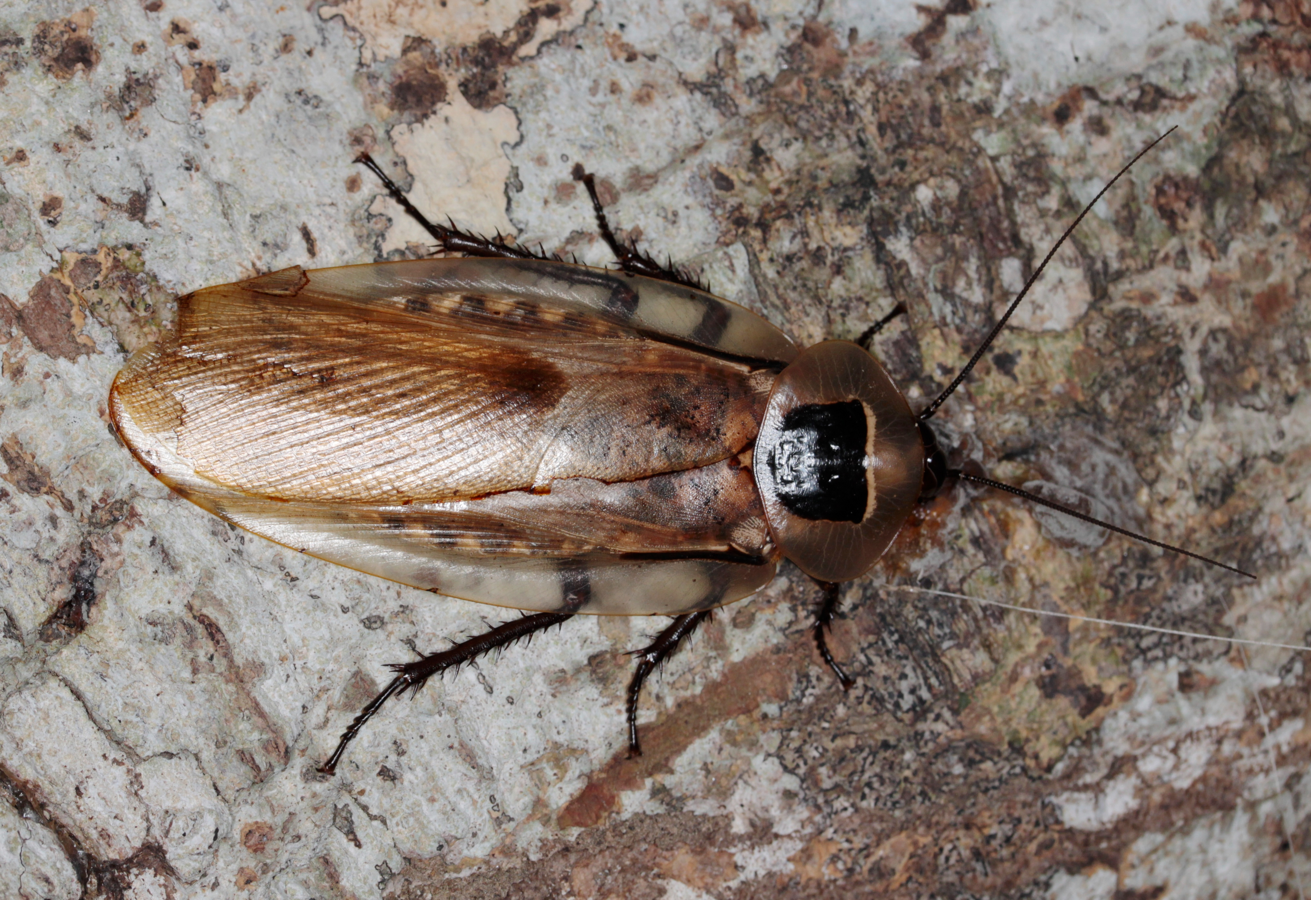 Blaberus giganteus (14517914994)
