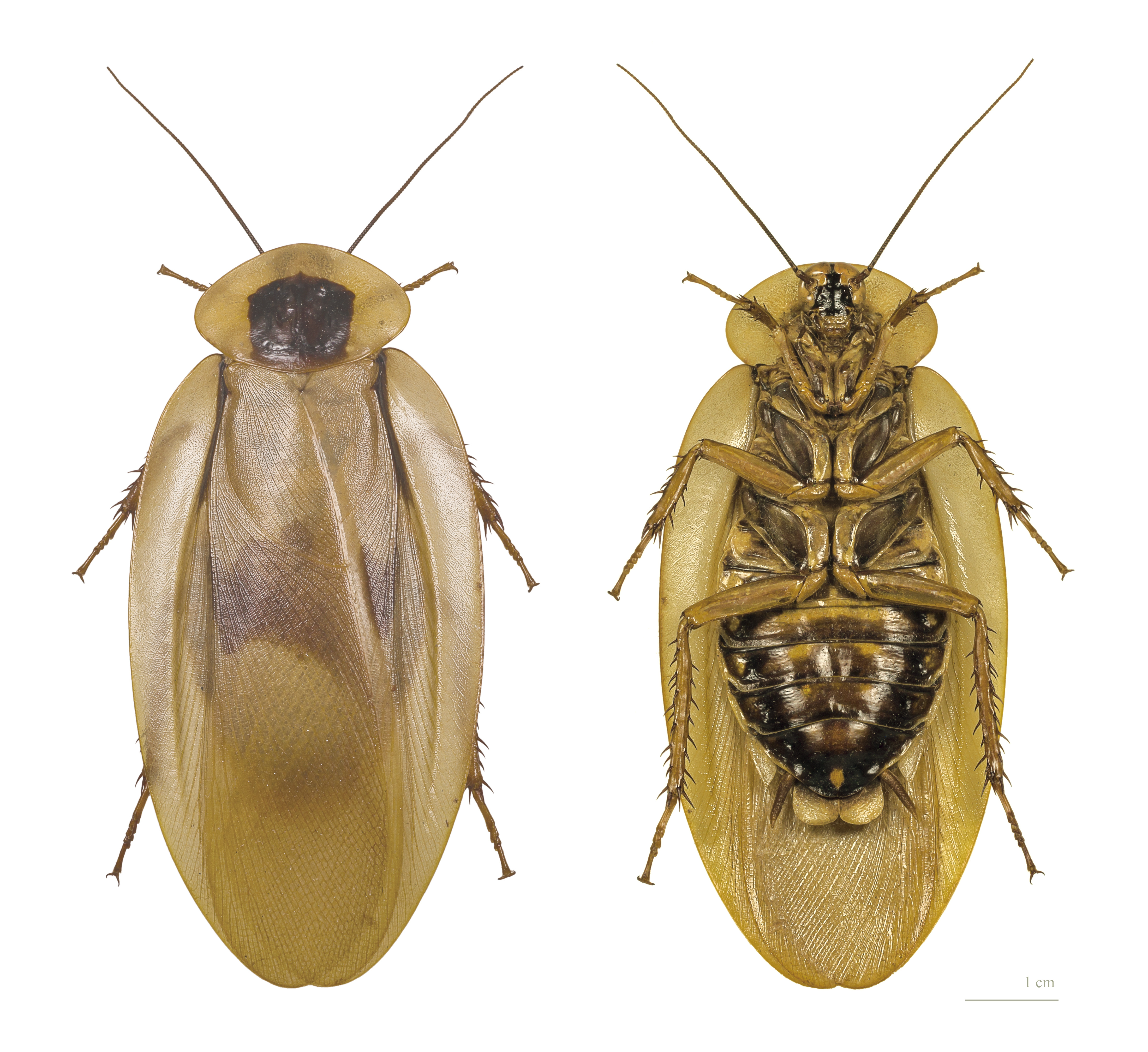 Blaberus giganteus MHNT