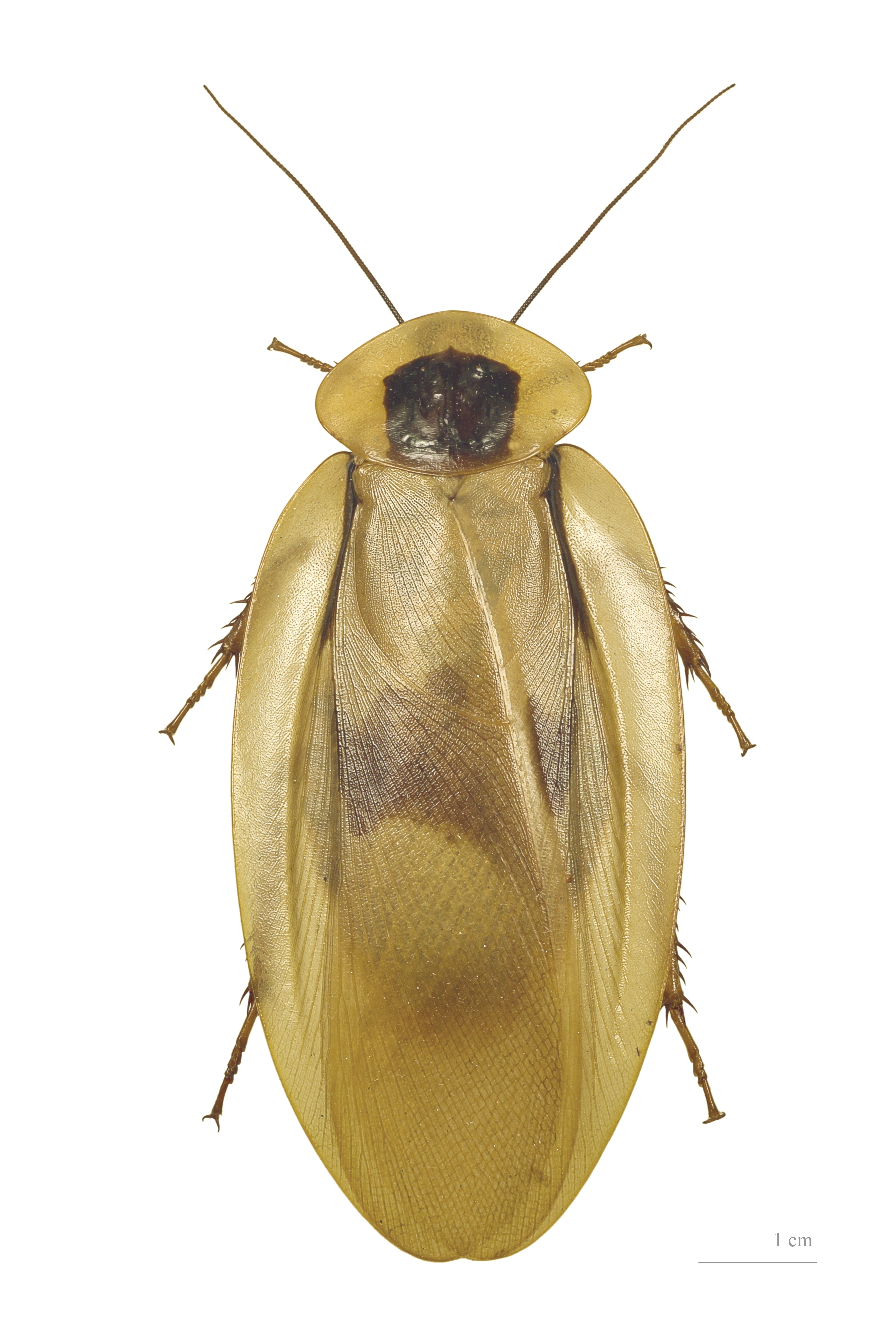 Blaberus giganteus MHNT dos