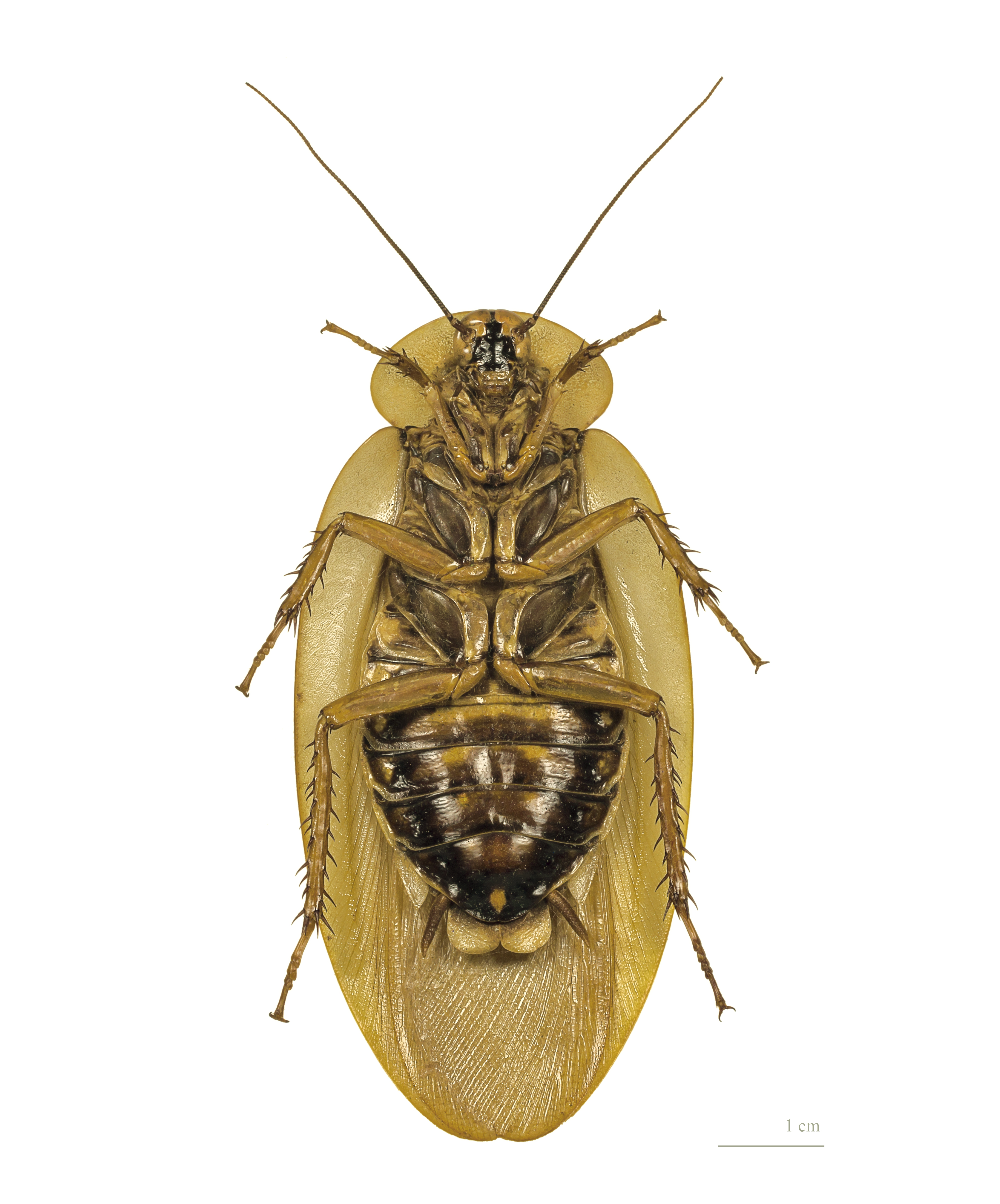 Blaberus giganteus MHNT ventre