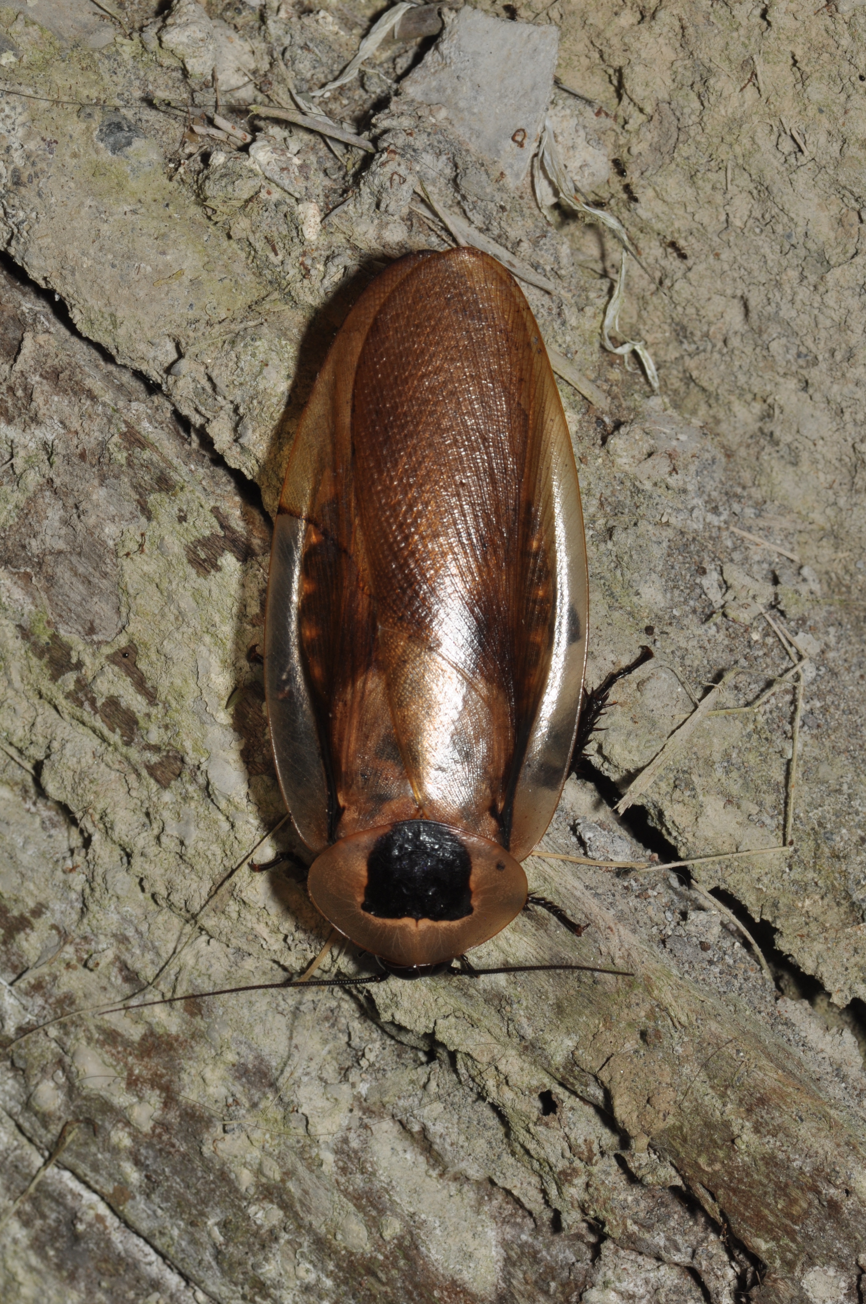 Blaberus sp? (15474530478)