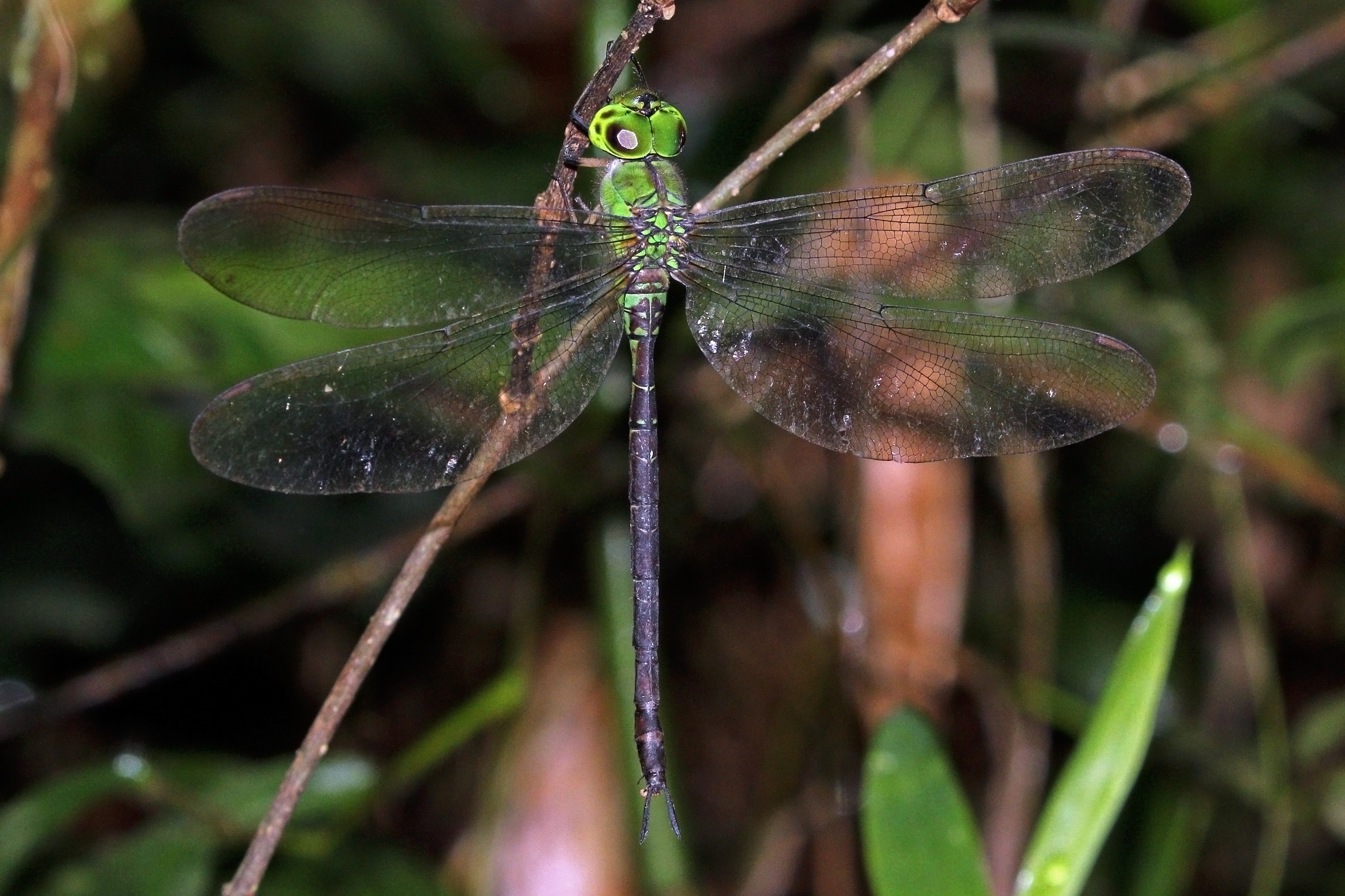 Black-kneed duskhawker (Gynacantha bullata) female