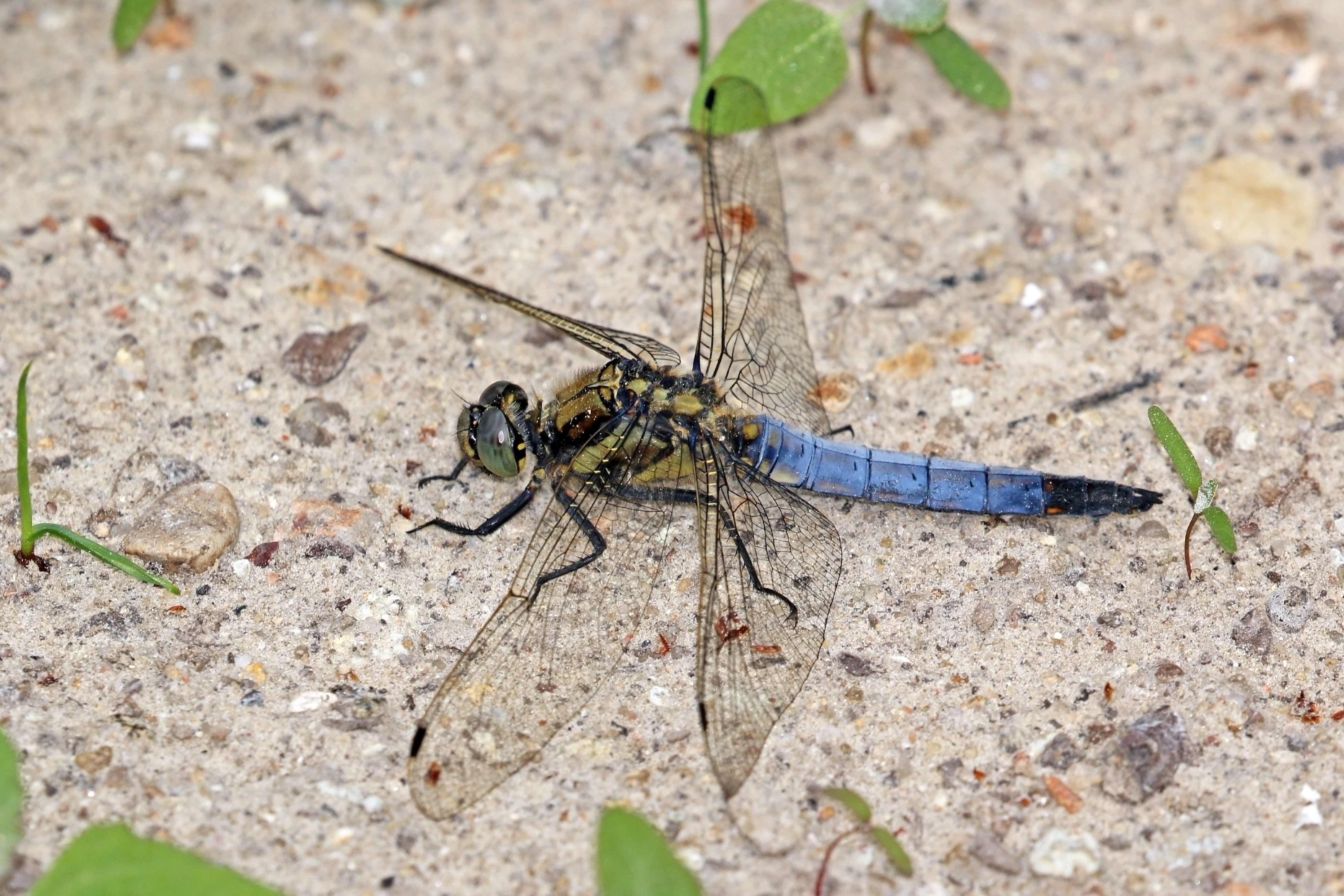 Black-tailed skimmer (Orthetrum cancellatum) male Estonia