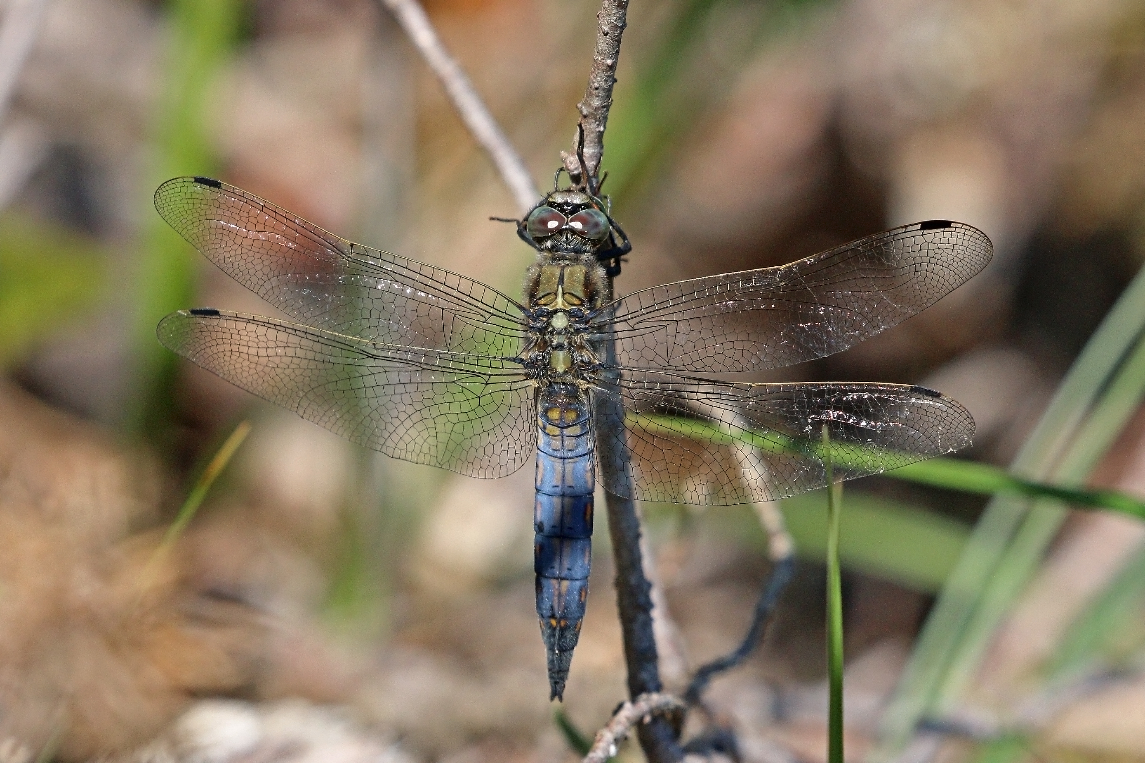 Black-tailed skimmer (Orthetrum cancellatum) male Estonia 2