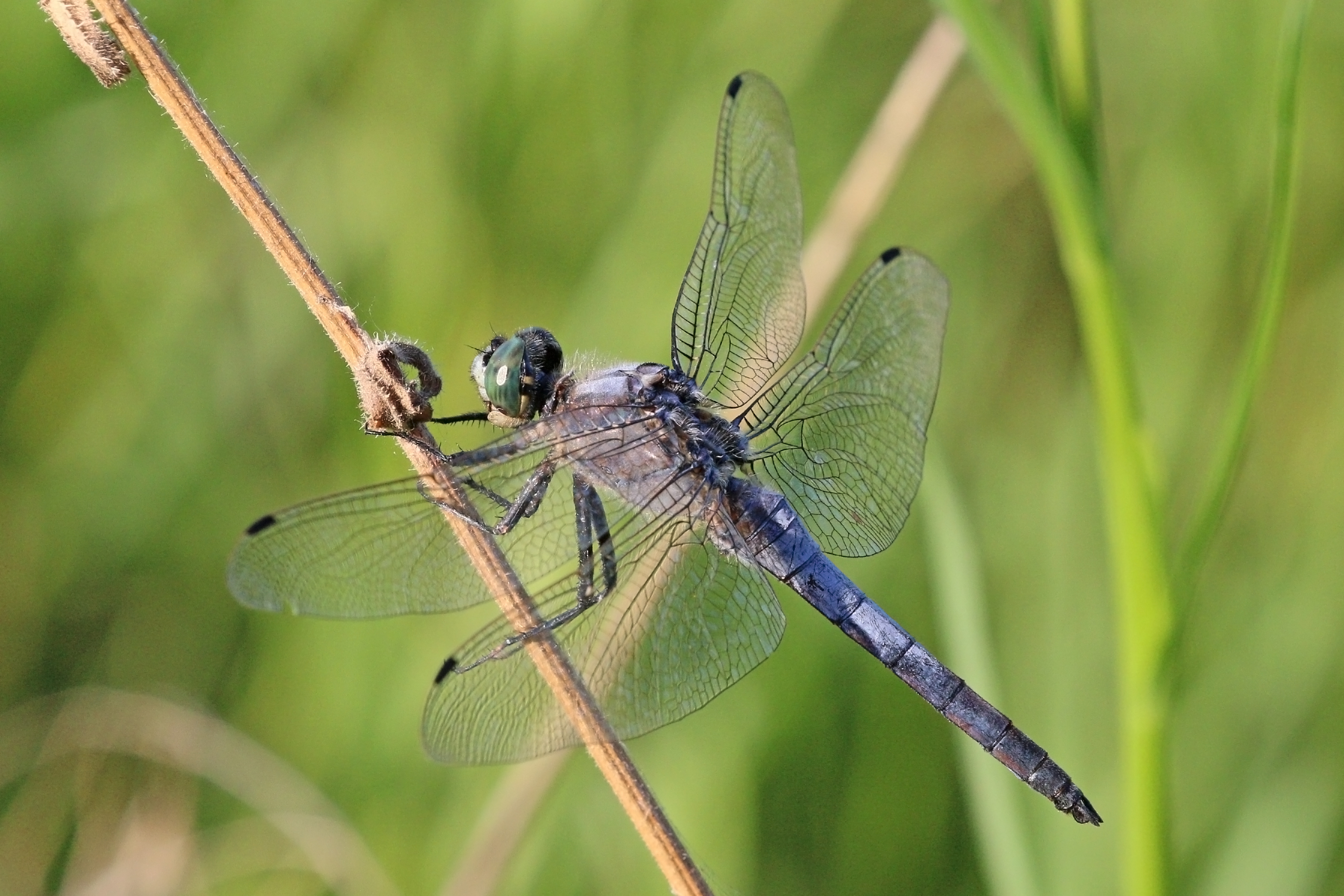 Black-tailed skimmer (Orthetrum cancellatum) male Macedonia