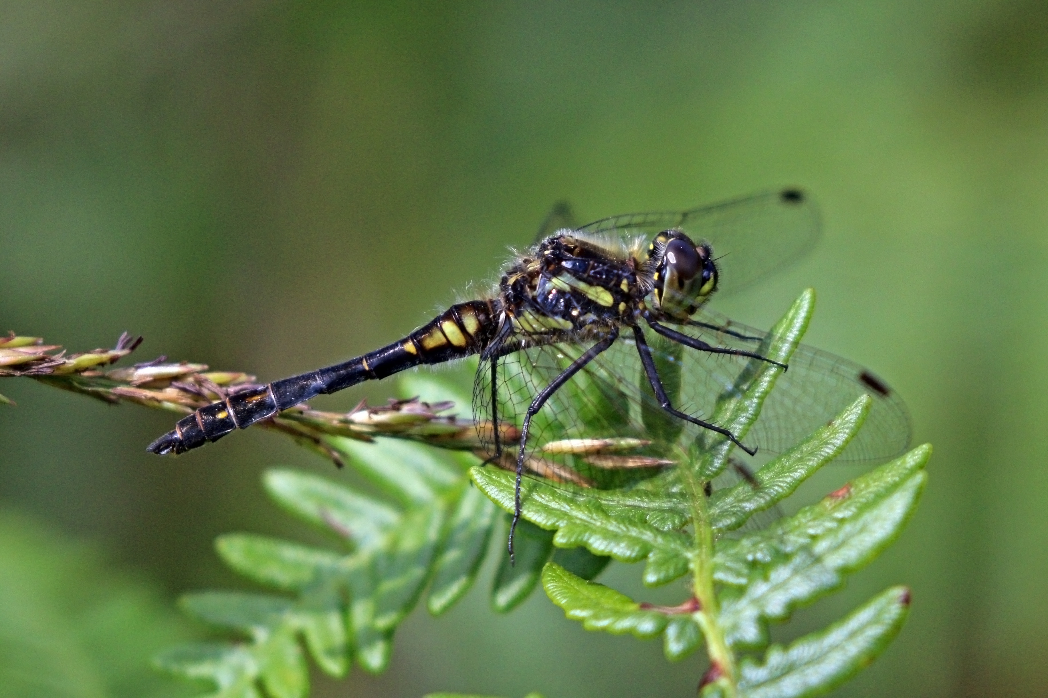 Black darter (Sympetrum danae) male 2