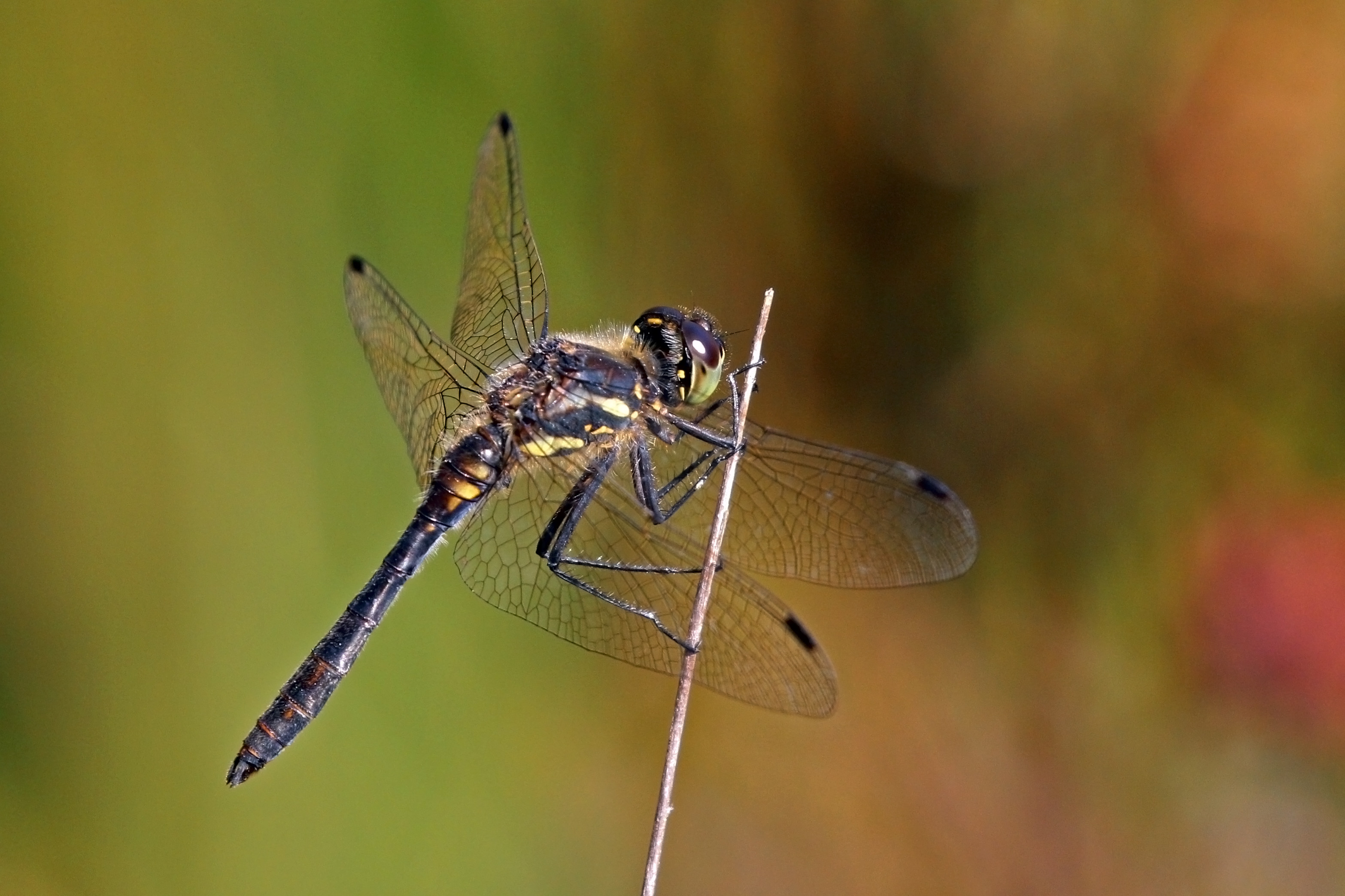 Black darter (Sympetrum danae) male 4
