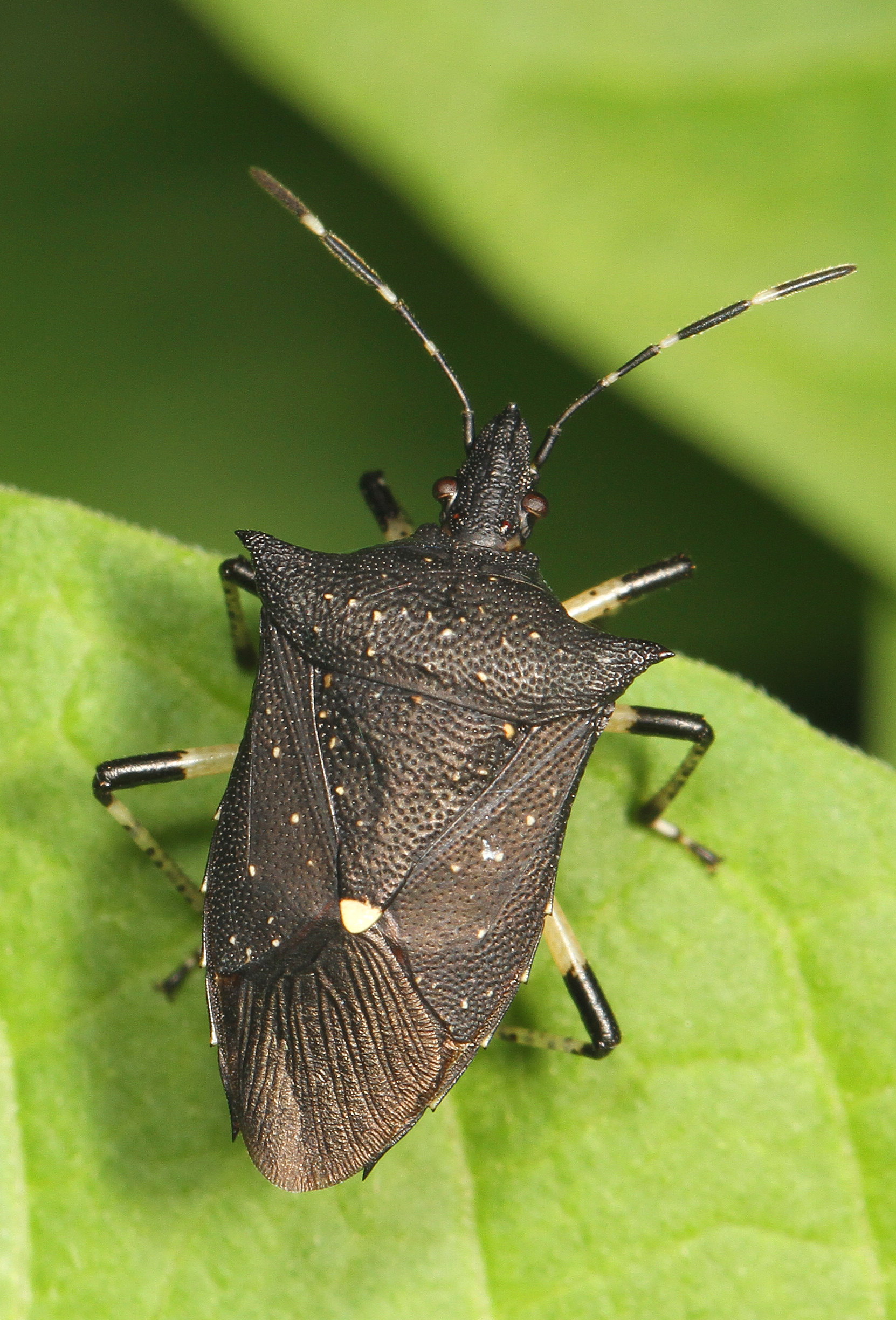 Black Stink Bug - Proxys punctulatus, Woodbridge, Virginia