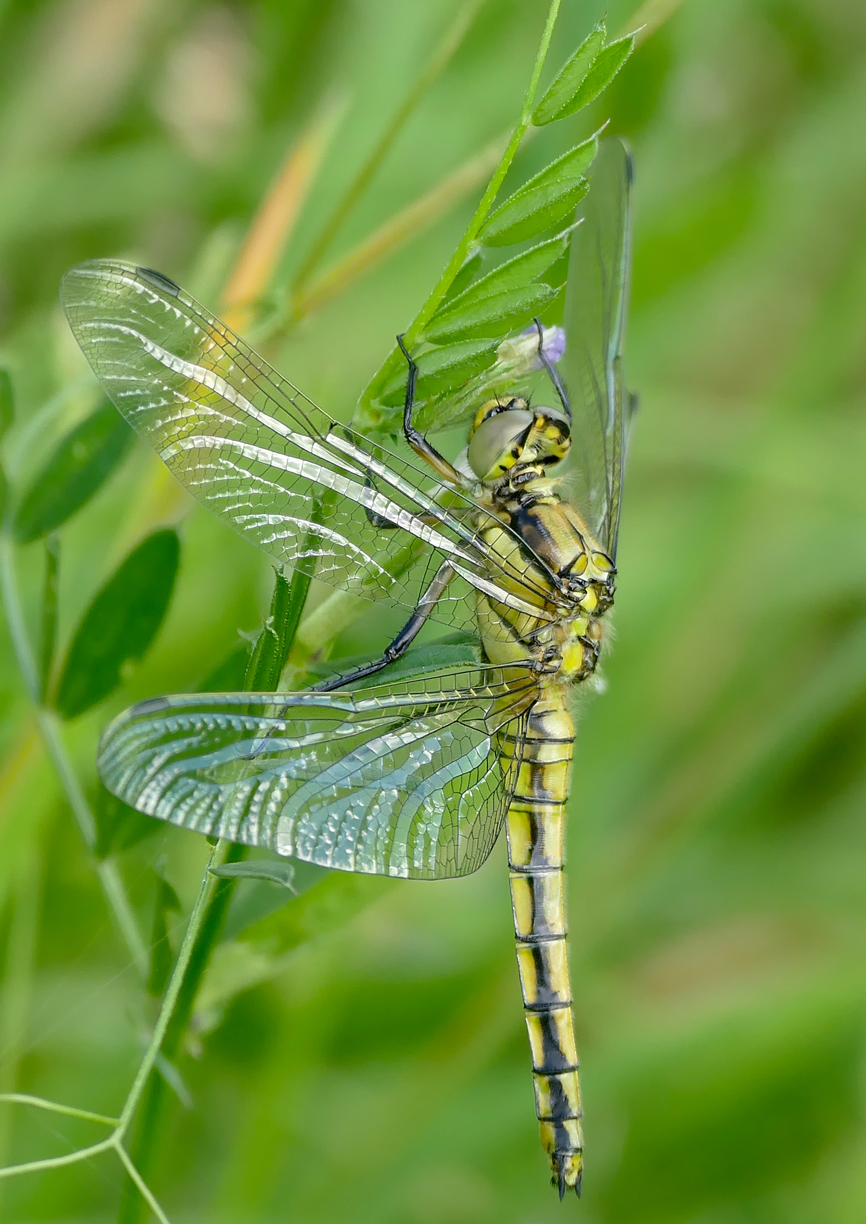 Black-tailed Skimmer (Orthetrum cancellatum) female (35357906655)