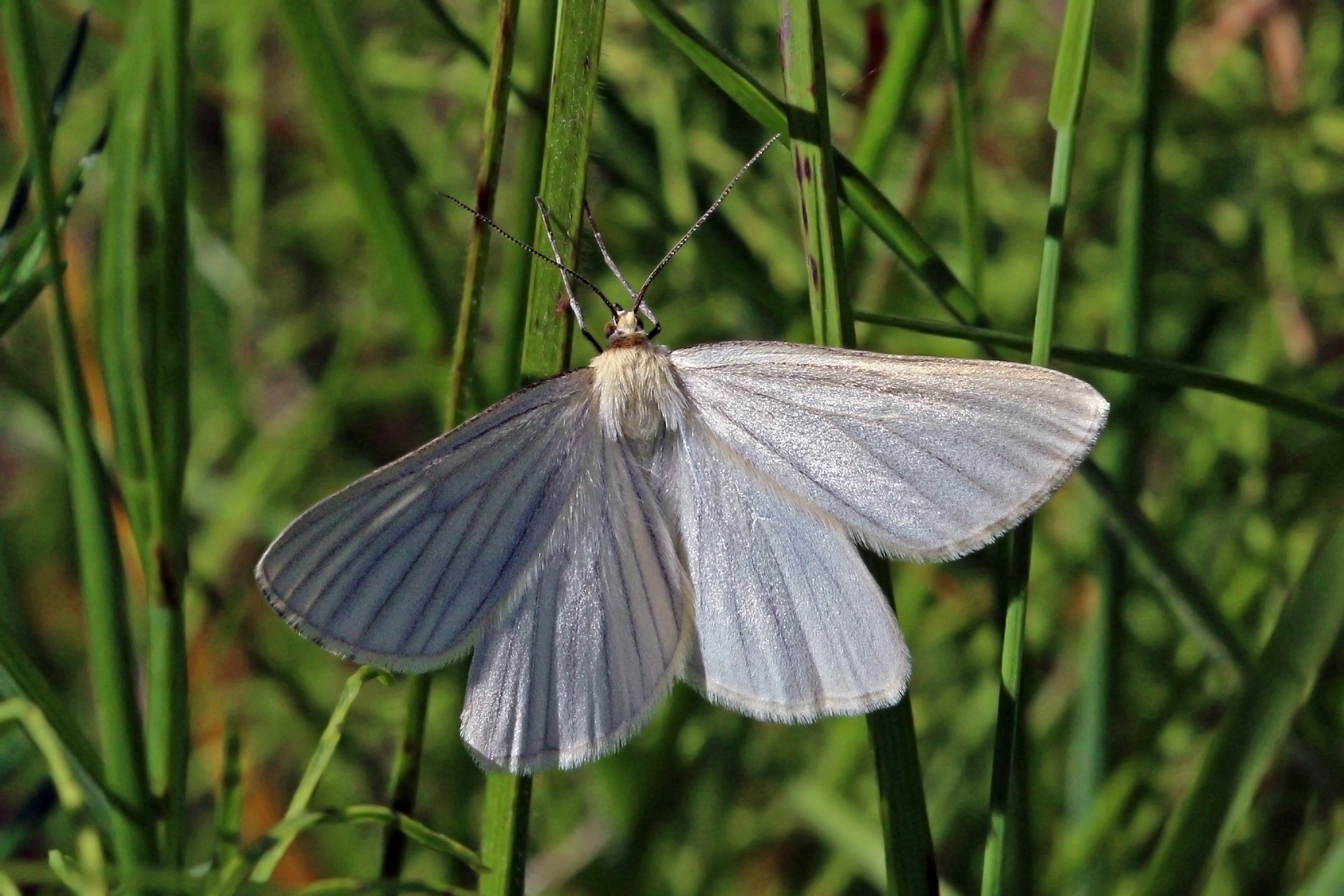 Black-veined moth (Siona lineata)