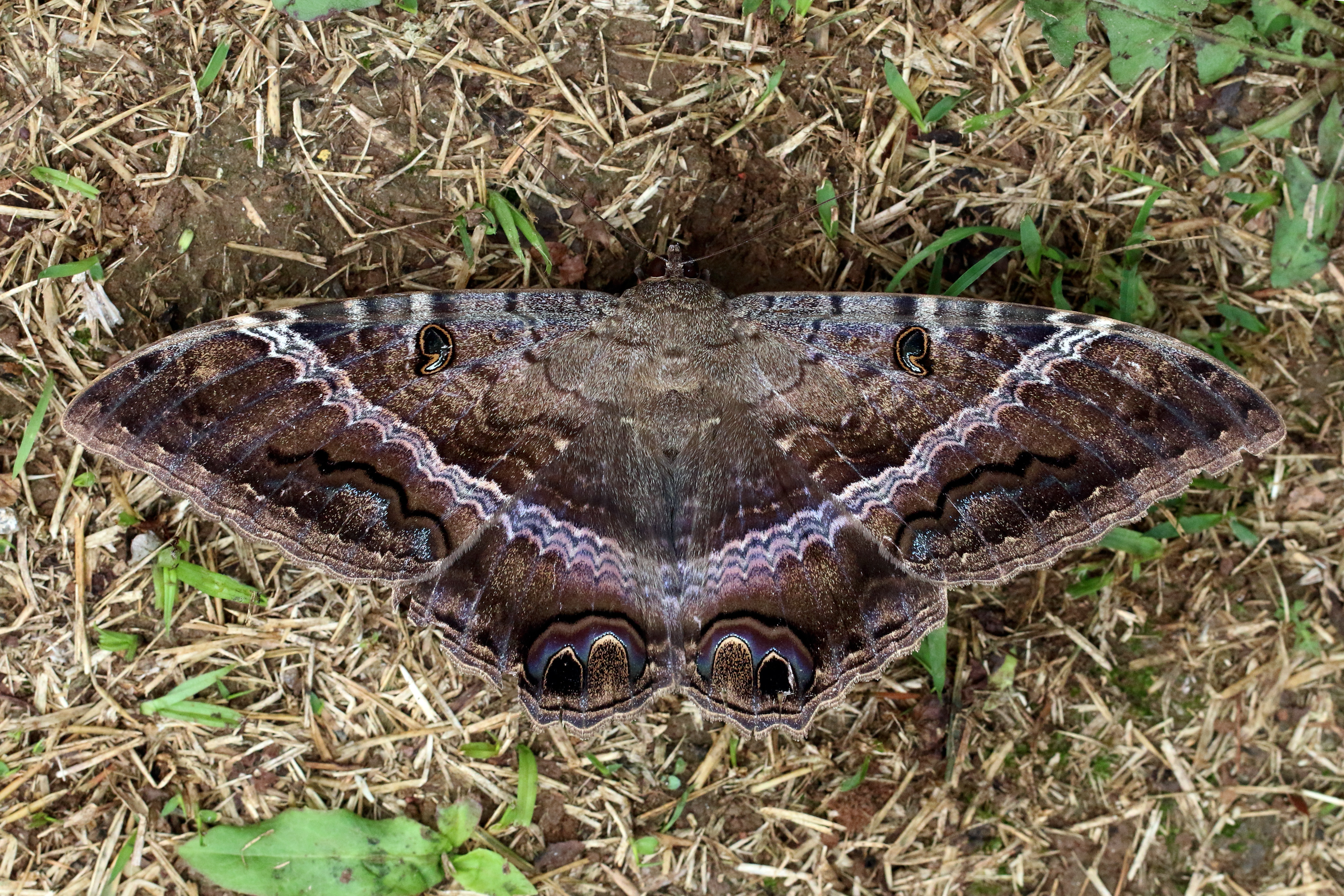 Black witch moth (Ascalapha odorata)