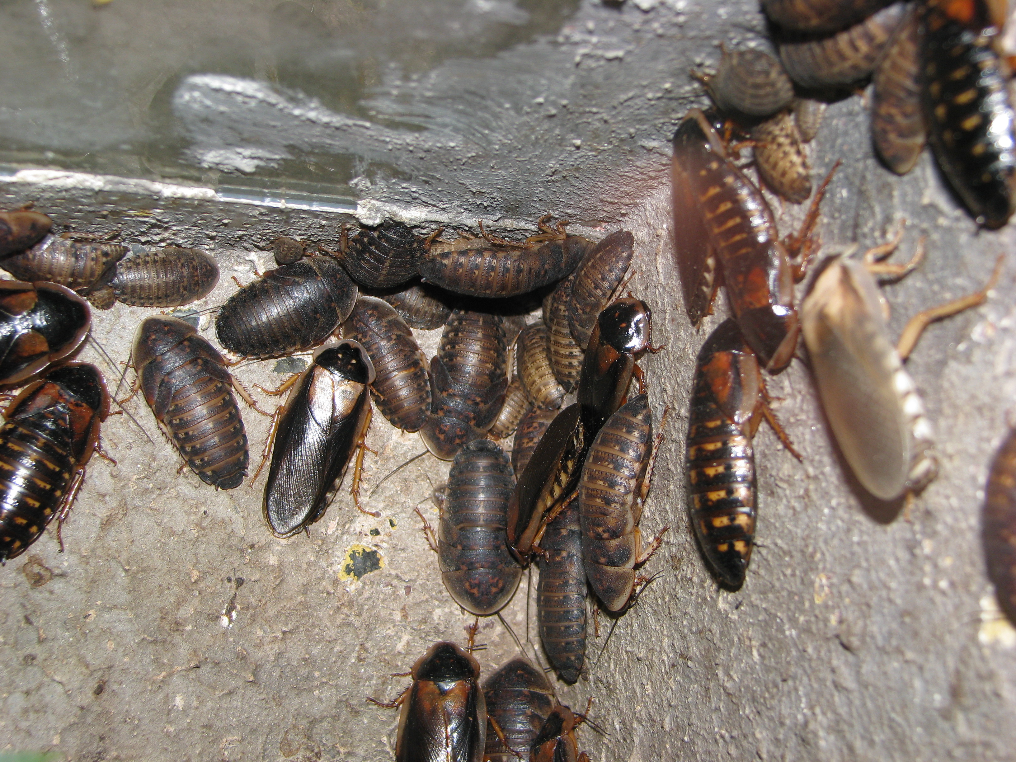 Blaptica dubia - various