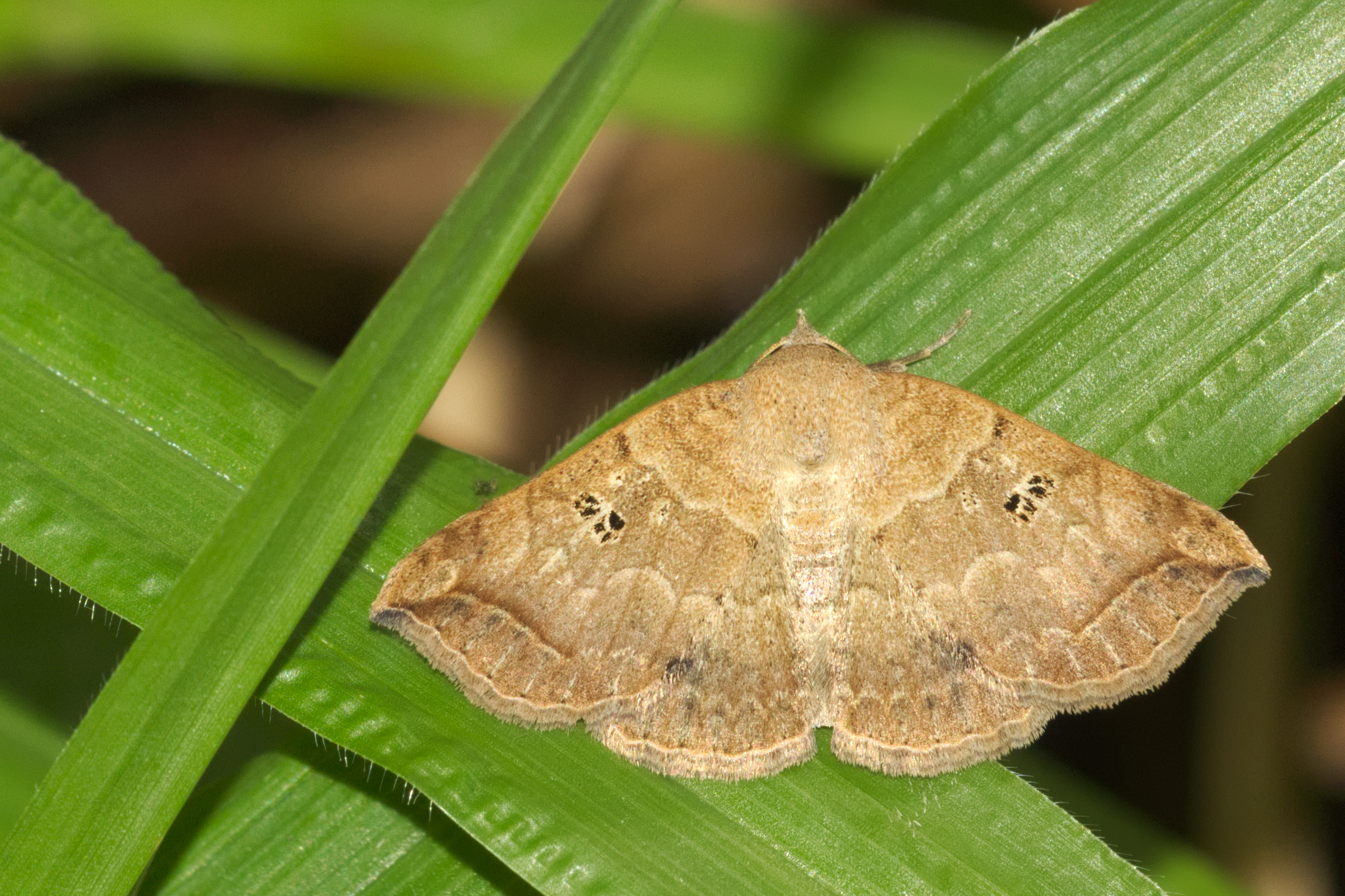 Blasticorhinus rivulosa at Kadavoor