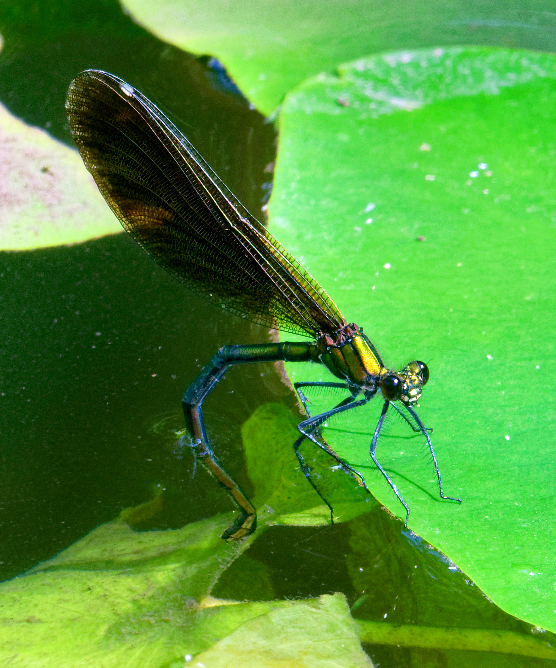 Blauflügel Prachtlibelle bei der Eiablage. 02