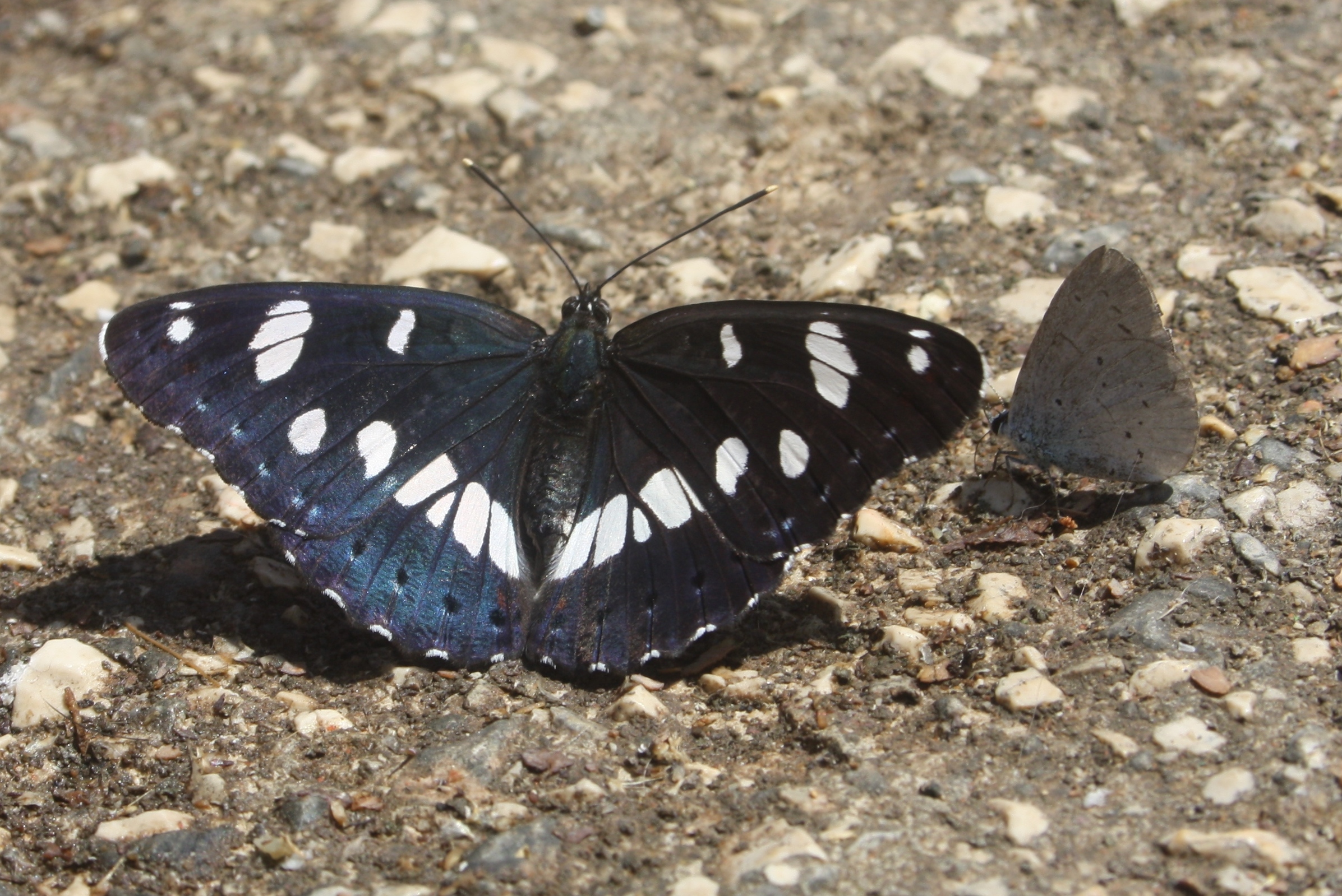 Blauschwarze Eisvogel (Limenitis reducta) & Faulbaum-Bläuling (Celastrina argiolus)