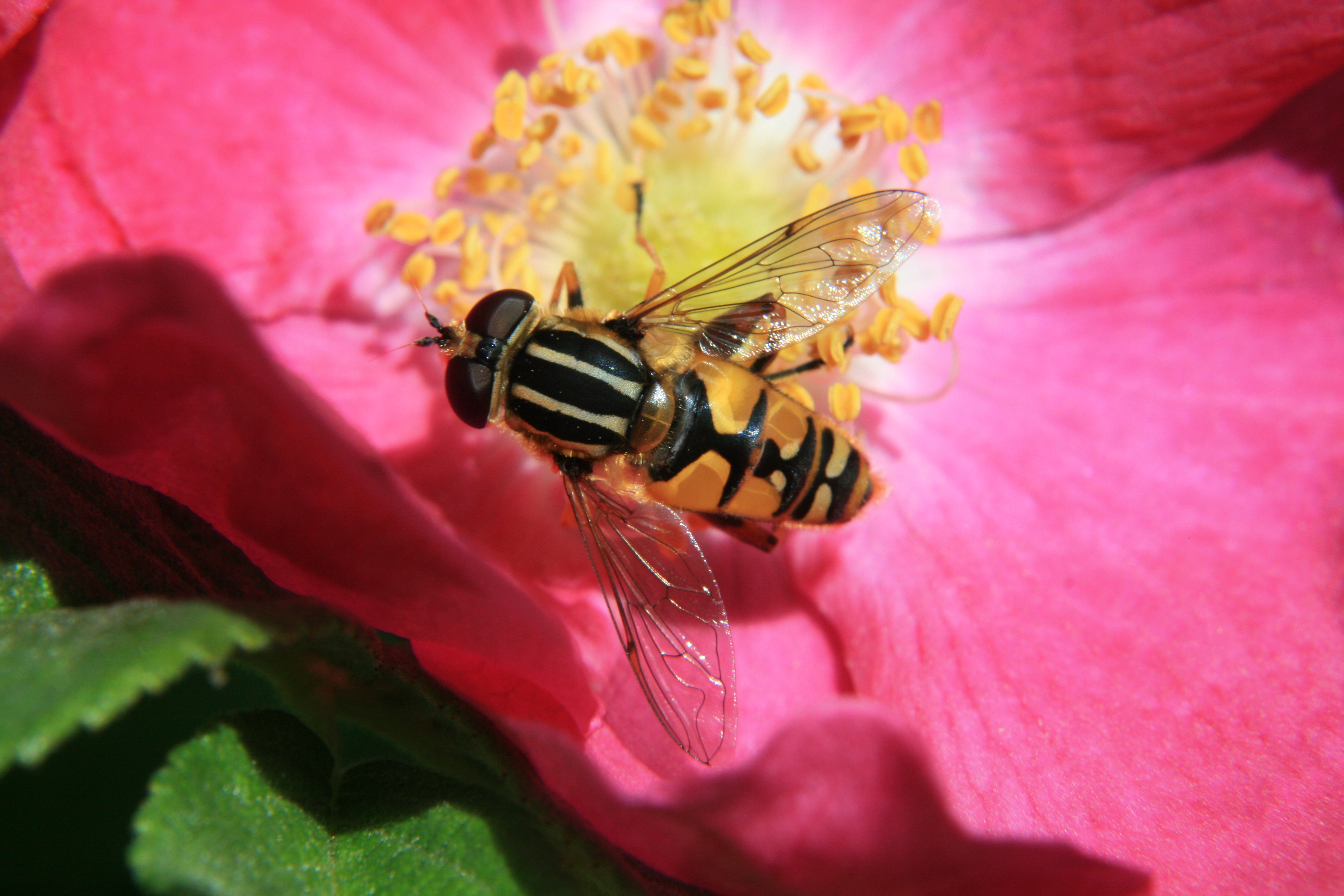 Blomfluga på ros