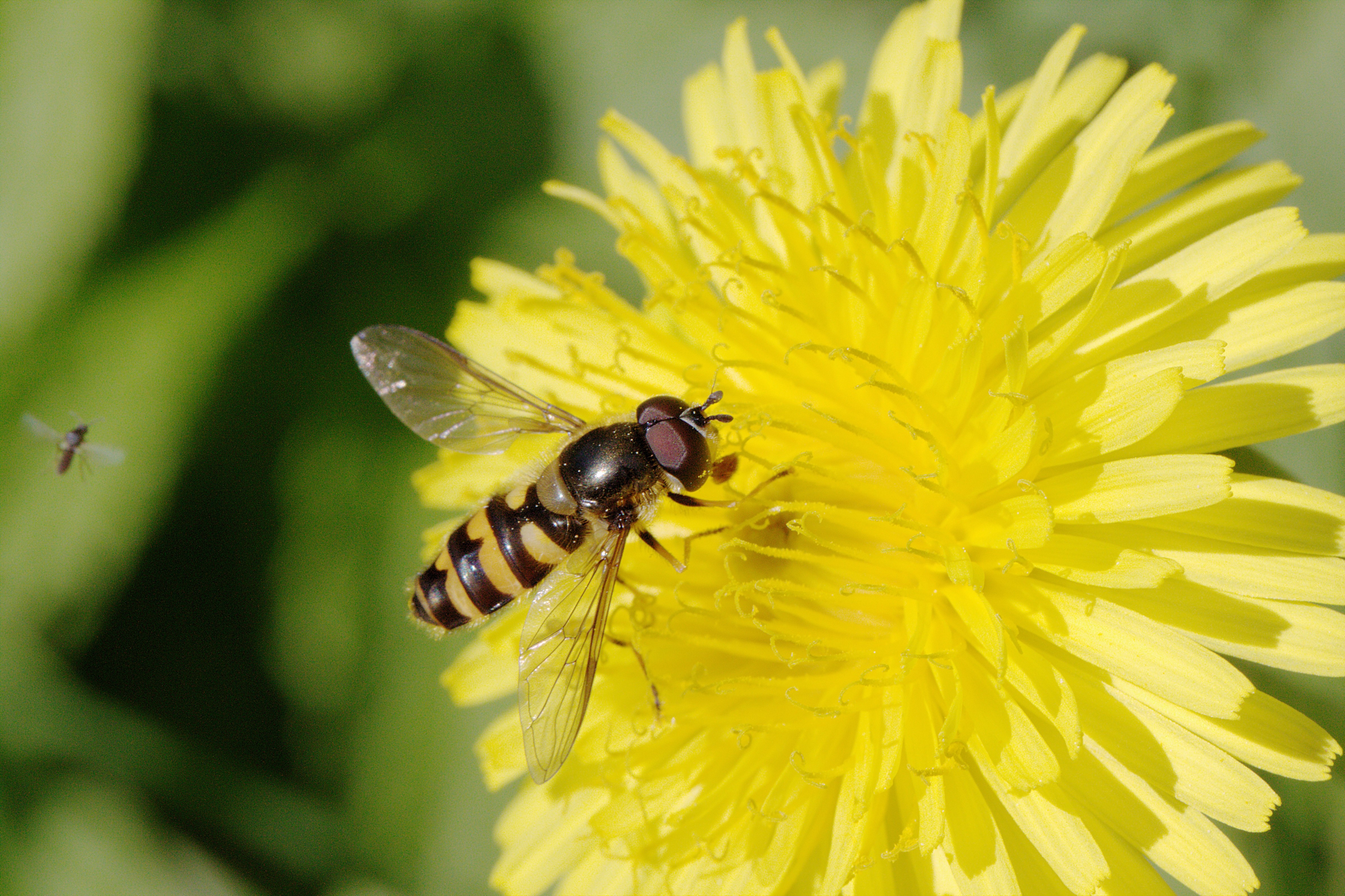 Blomsterflue (Syrphidae) (4682767590)