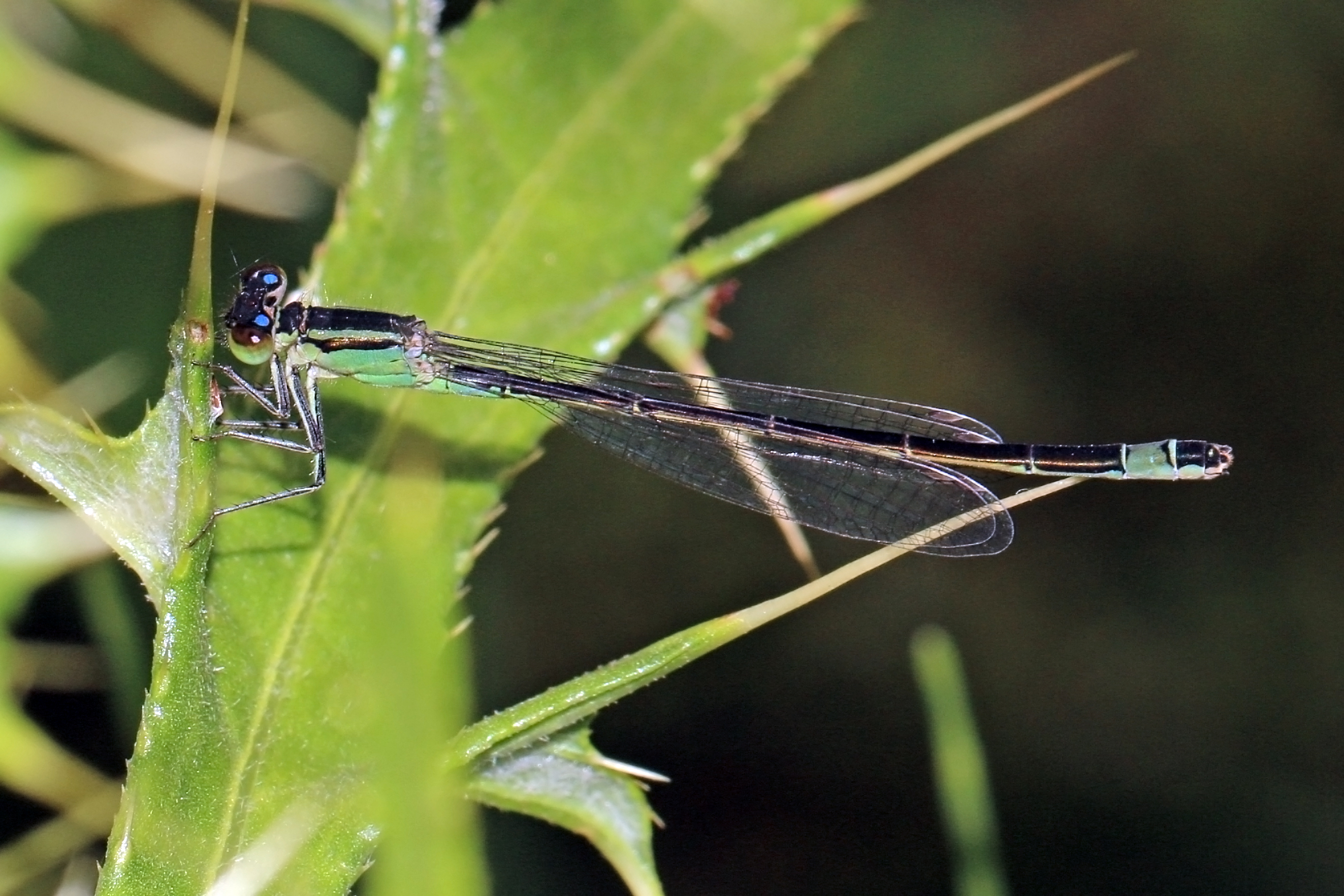 Blue-tailed damselfly (Ischnura elegans) female Bulgaria