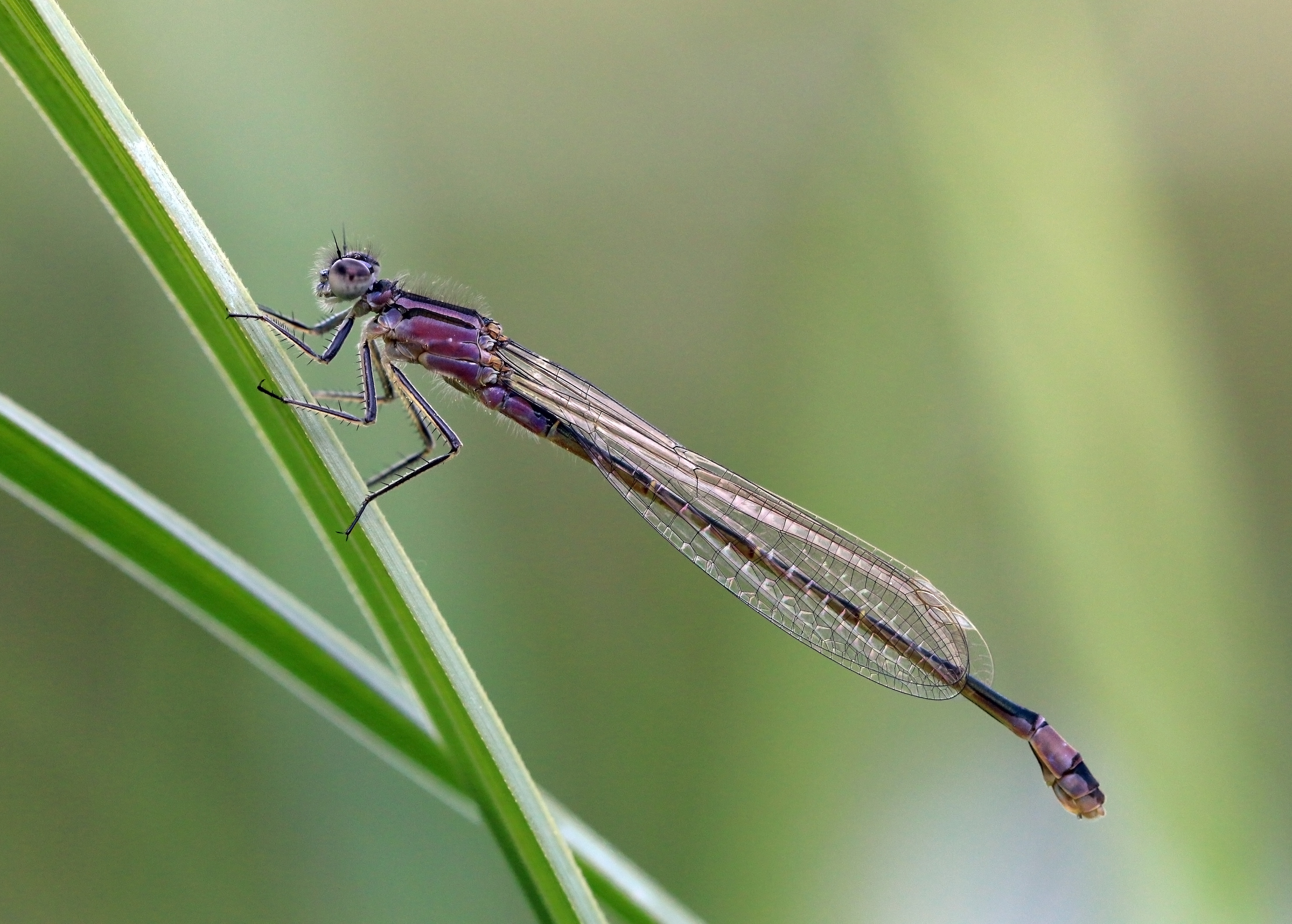 Blue-tailed damselfly (Ischnura elegans) female infuscans-obsoleta 2